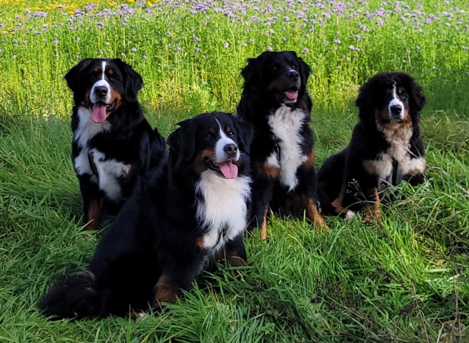 Cleo, Mila, Alani, Feivel (6.101.2024)