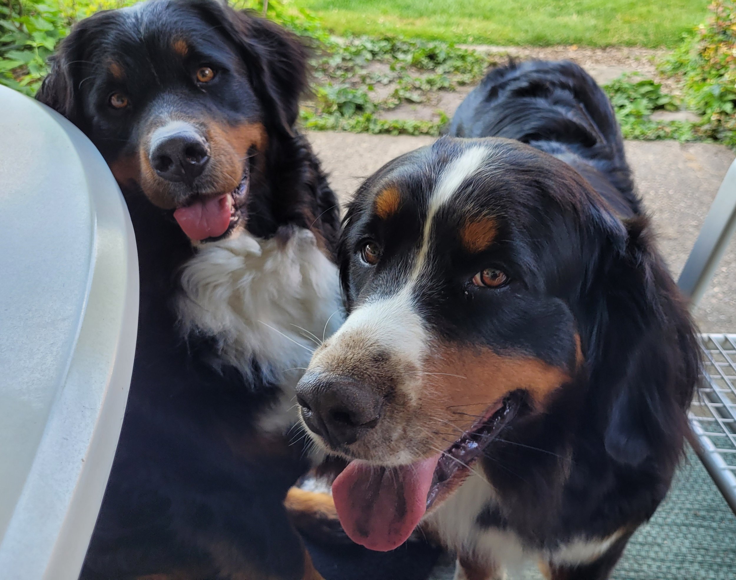 Buddelnasen bei Alani und Cleo (Juli 2025)