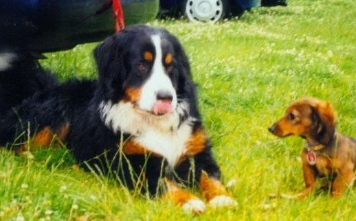 Kleine Hunde mochte er auch immer gerne egal ob Rüde oder Hündin