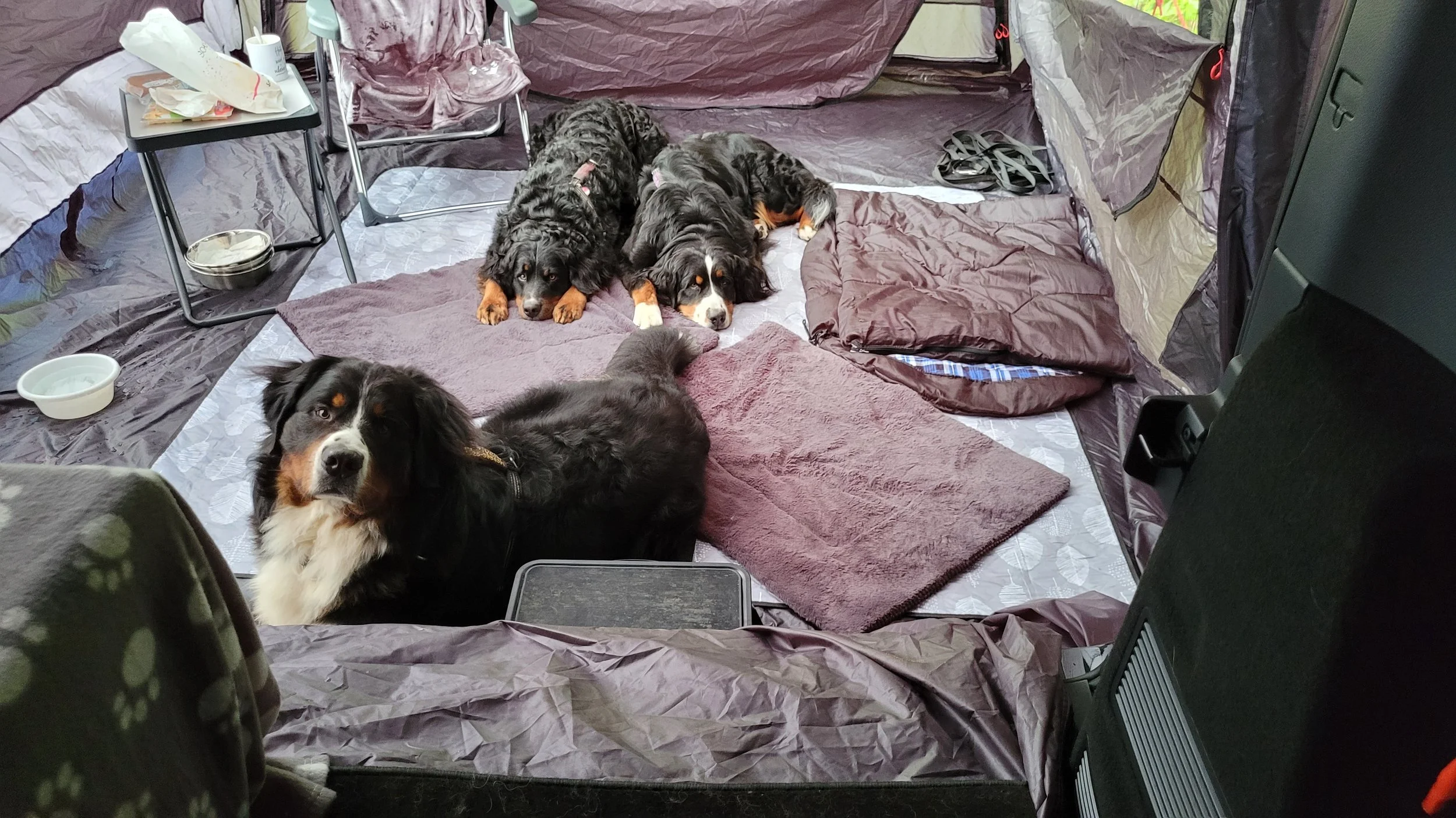 Feivel vorne, Alani und Cleo hinten, alle sind mit mir im Van mit Heckzelt in der Heide. Mega toll haben sie das gemacht (August 2025)