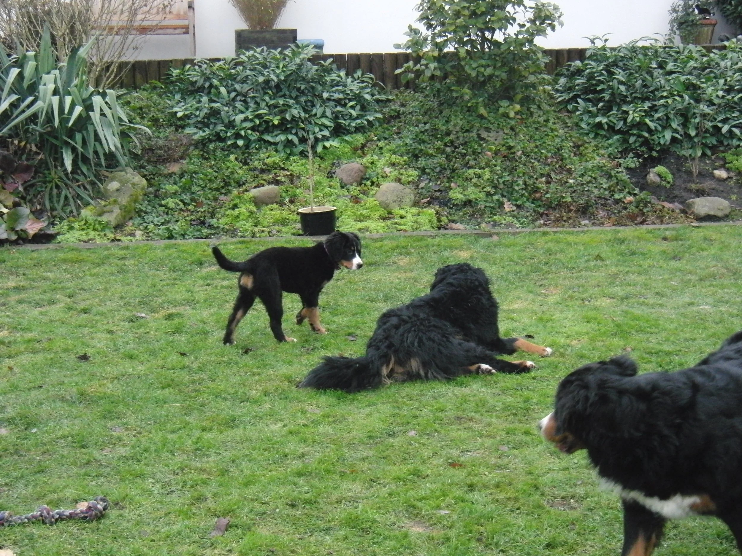 Einzug von Raya. Sie war sooo zart und klein... (Dezember 2010)