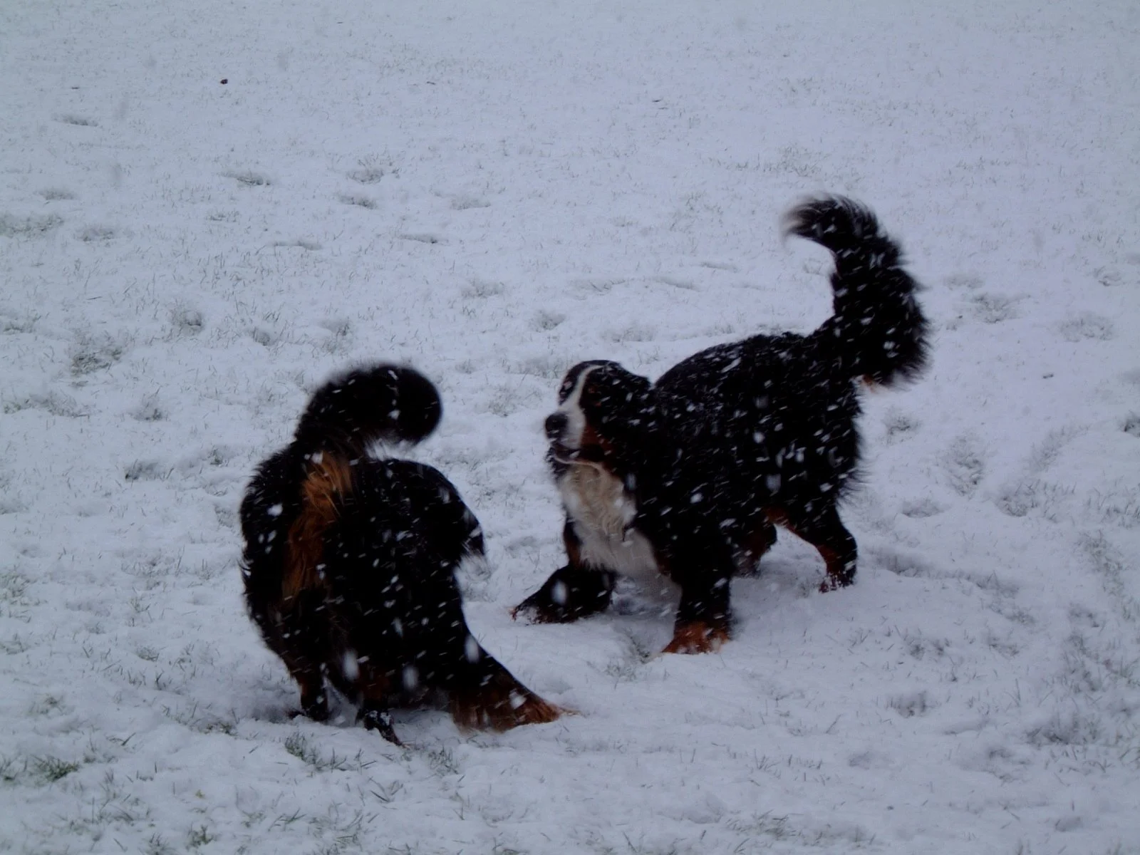 Im Schnee ging natürlich ordentlich die Post ab :-)