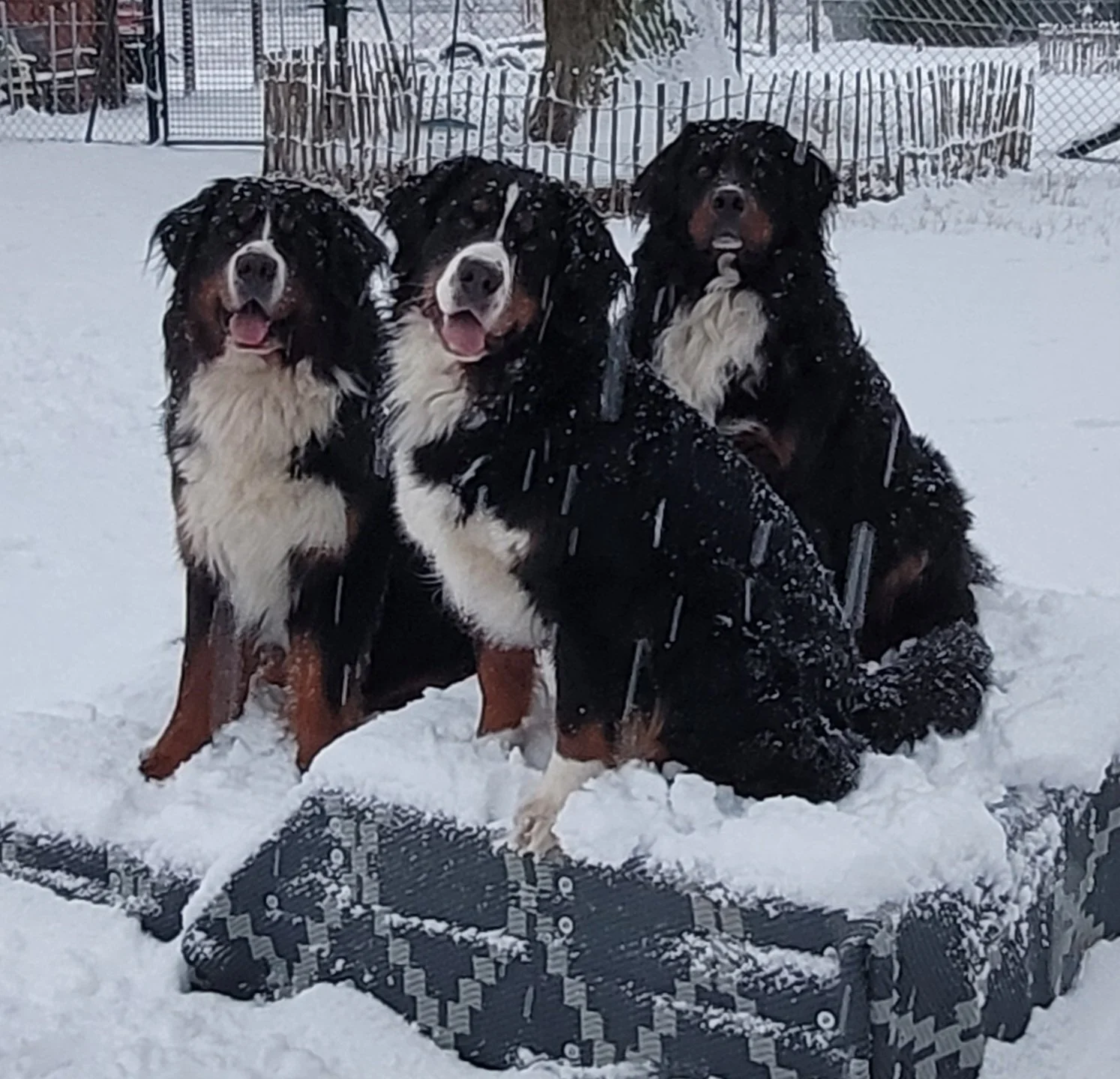 Anfang 2026... unfassbar wie viel Schnee wir hatten. Ein absoluter Traum für die Hunde!