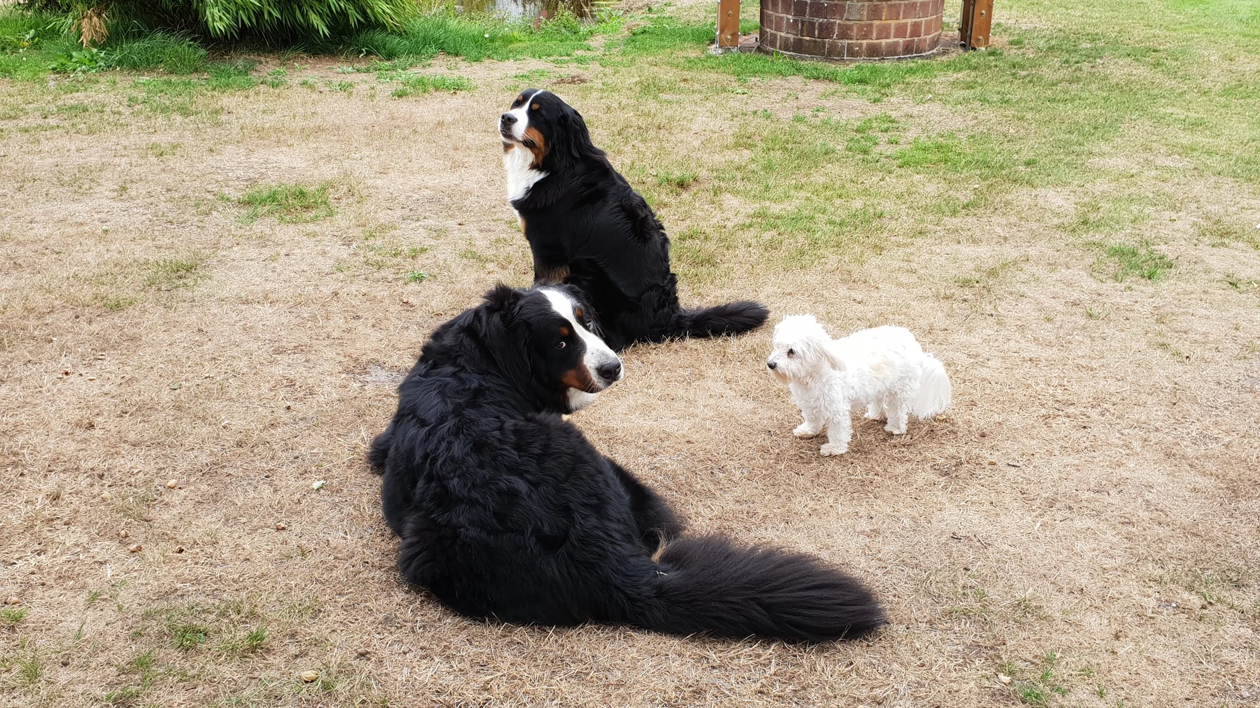 Daris und Mila mit einem Pensionshund. Ganz bezaubernd war die Kleine und super taff mit den großen Hunden!