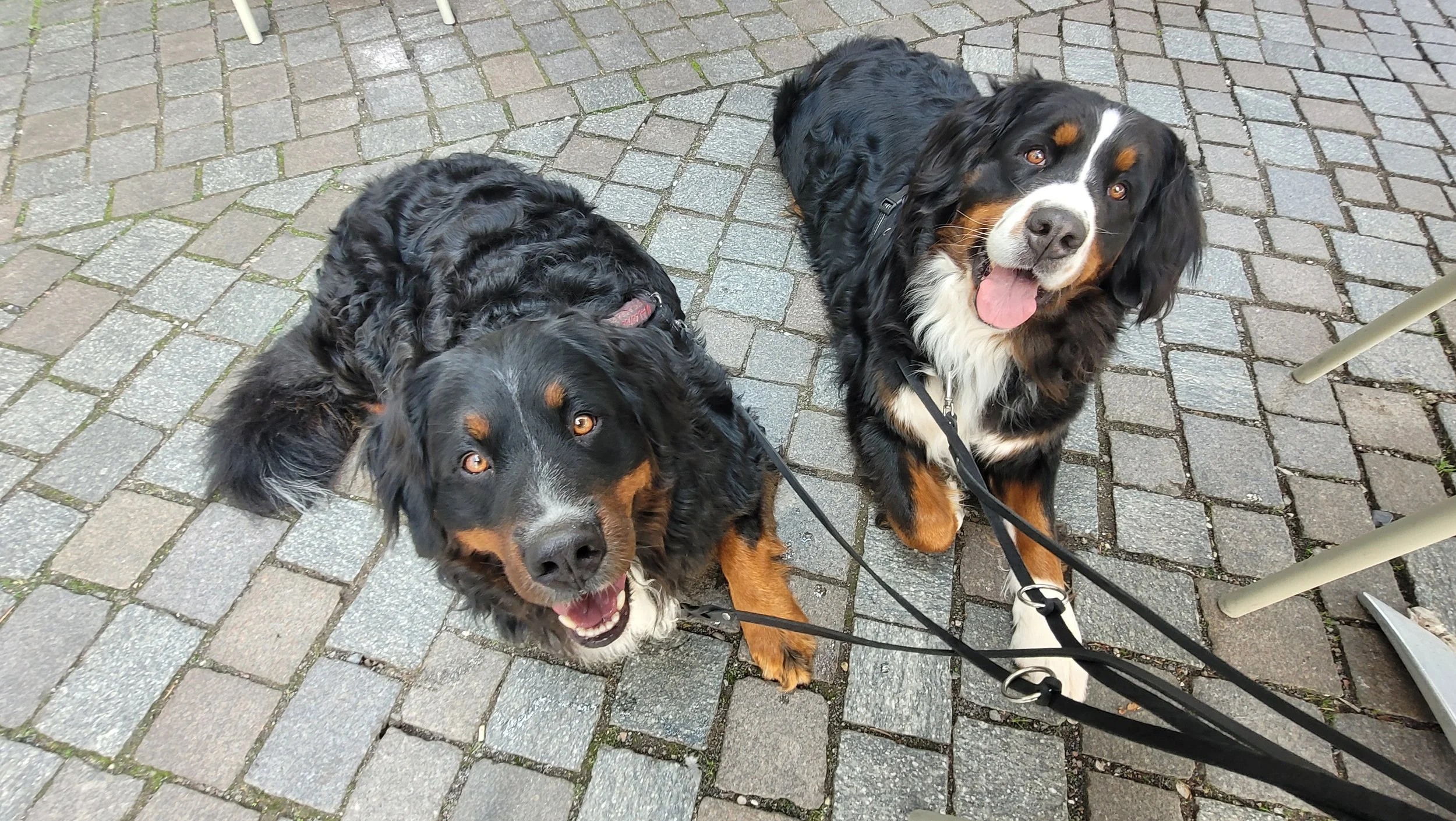 Mit Alani und Cleo in Hameln (Mai 26)