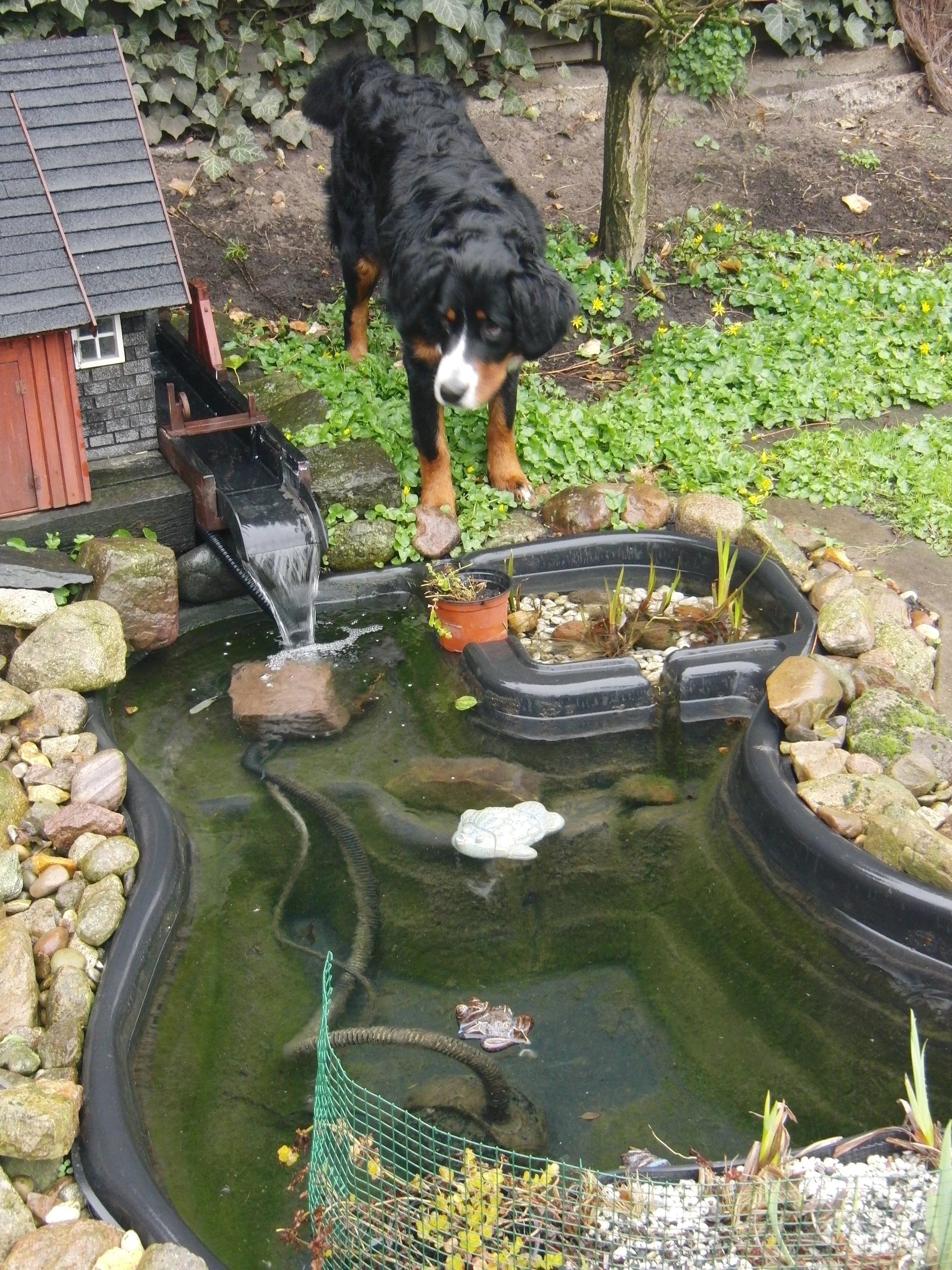 Wie alle Hunde fand auch Raya den Miniteich spannend