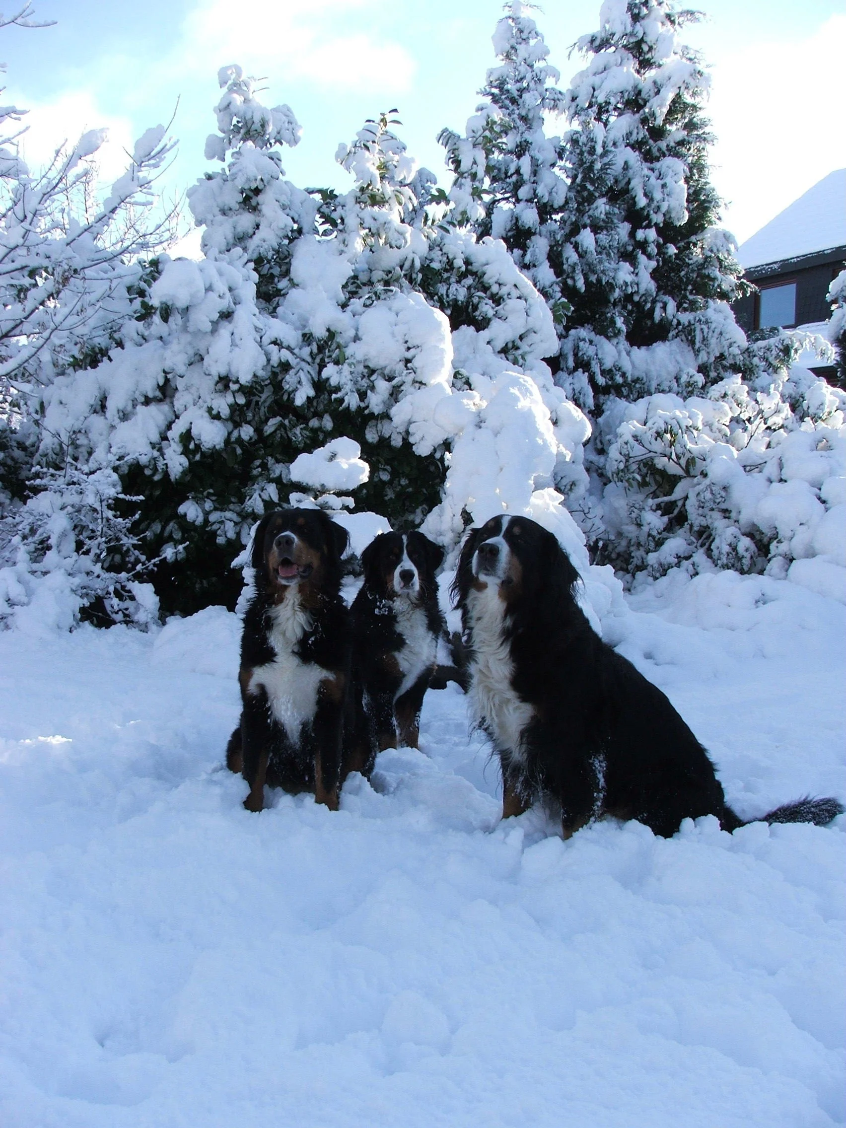 Aber natürlich geht auch ein schönes gestelltes Winterfoto