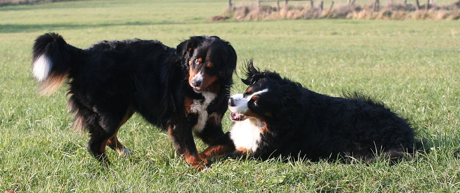 Tyla und Aimee lassen es ordentlich krachen (November 2011)
