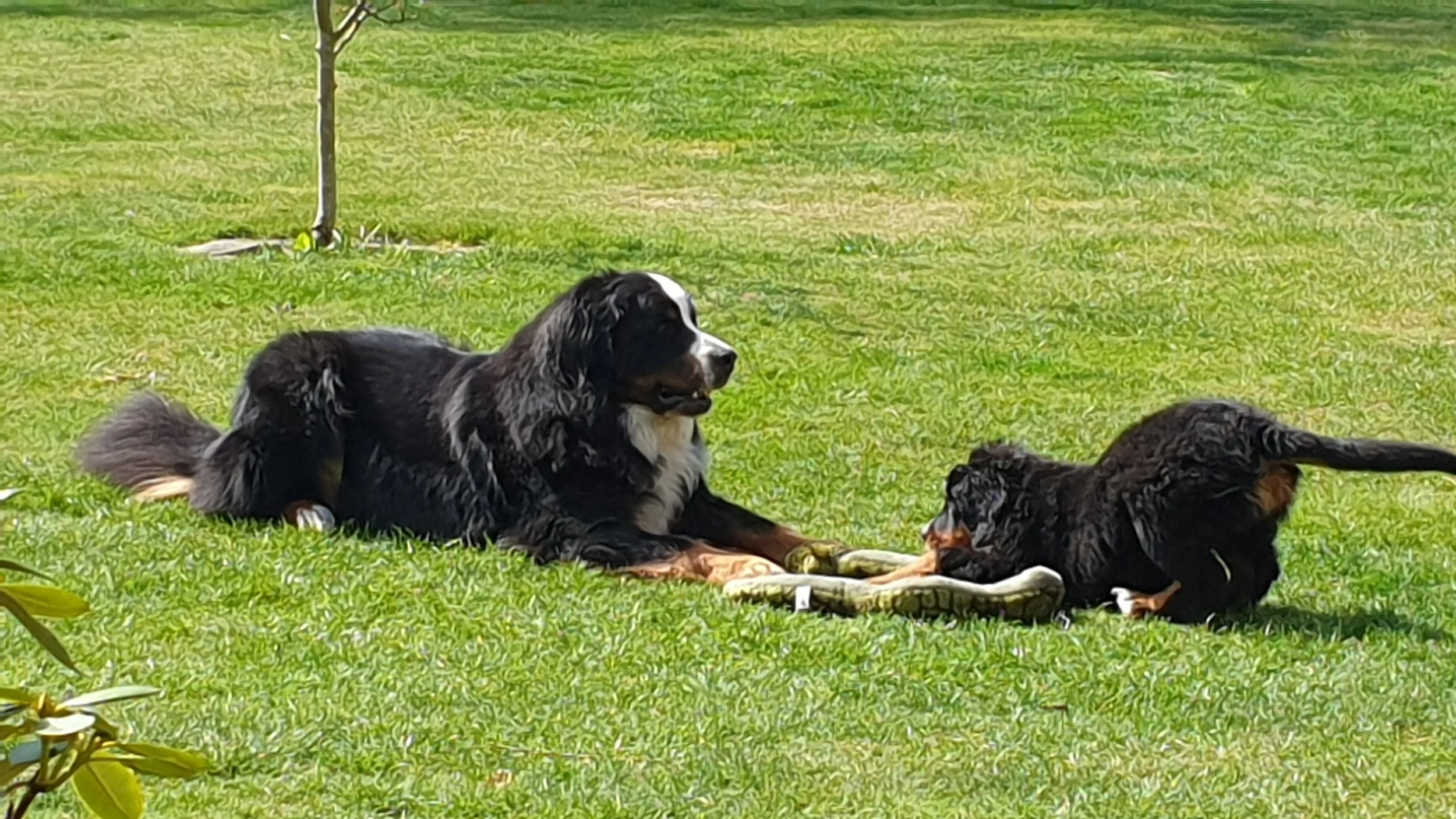 Daris war hocherfreut über die kleine Alani. Er mocht soooo gerne andere Hunde und Welpen ganz besonders (Frühjahr 2022).