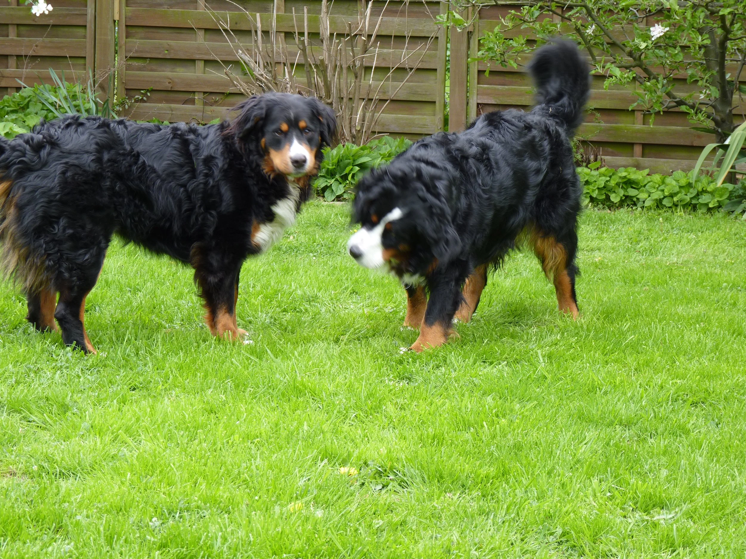 Tyla und Aimee (Mai 2010)