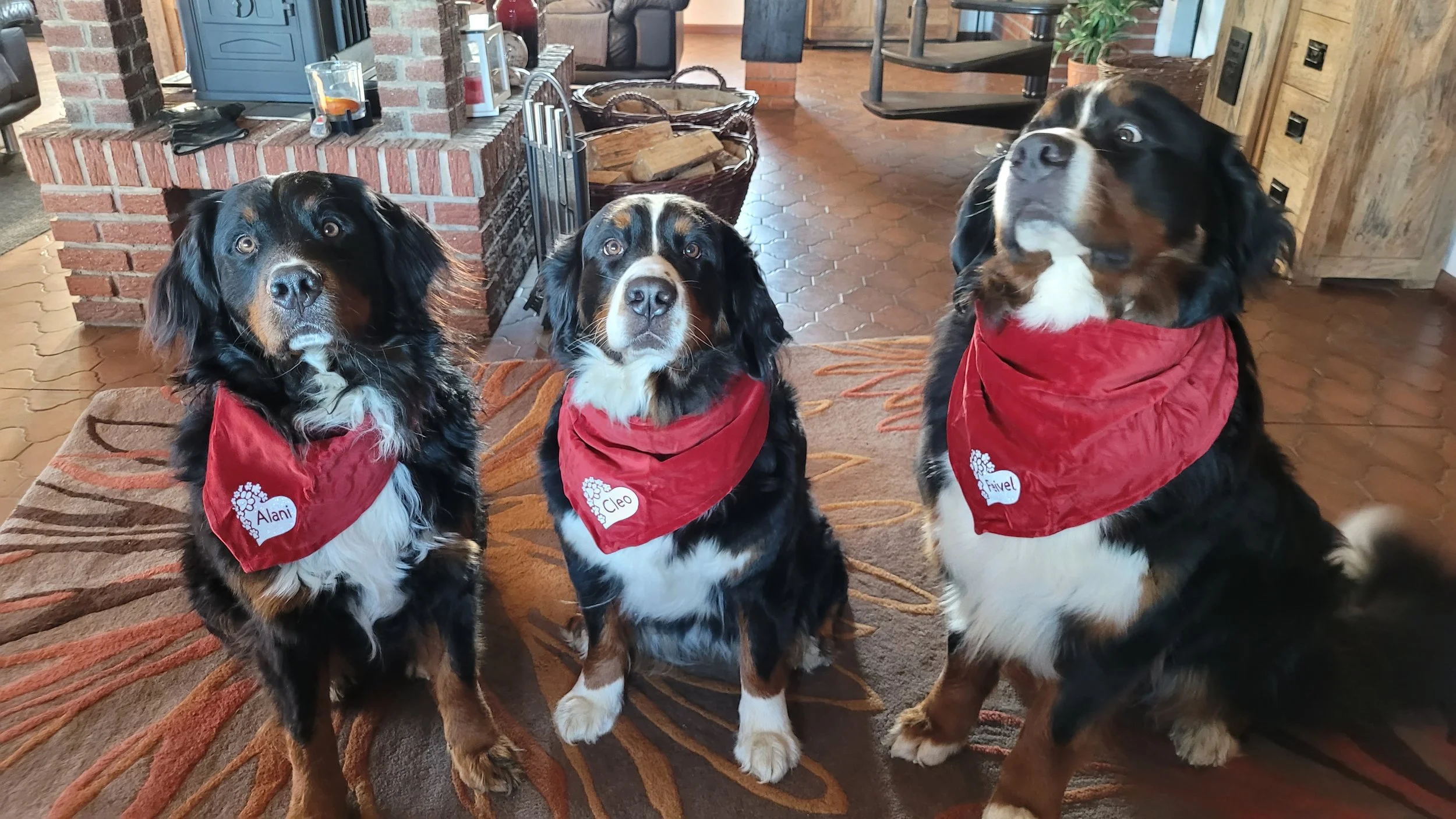 Alani, Cleo und Feivel. Meine Freundin Christiane hat so süße Tücher für die Hunde genäht. Der Blick von Feivel ist soooo witzig. Ich glaube er findet es etwas spooky *lach (Dezember 2025)