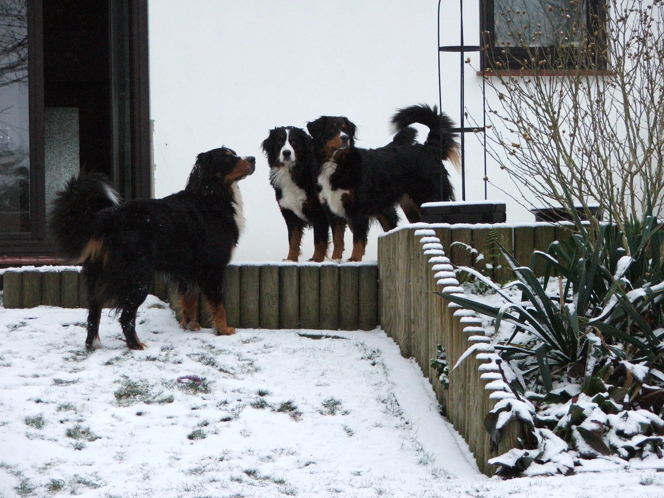 Hardy, Aimee, Tyla (Dezember 2009)