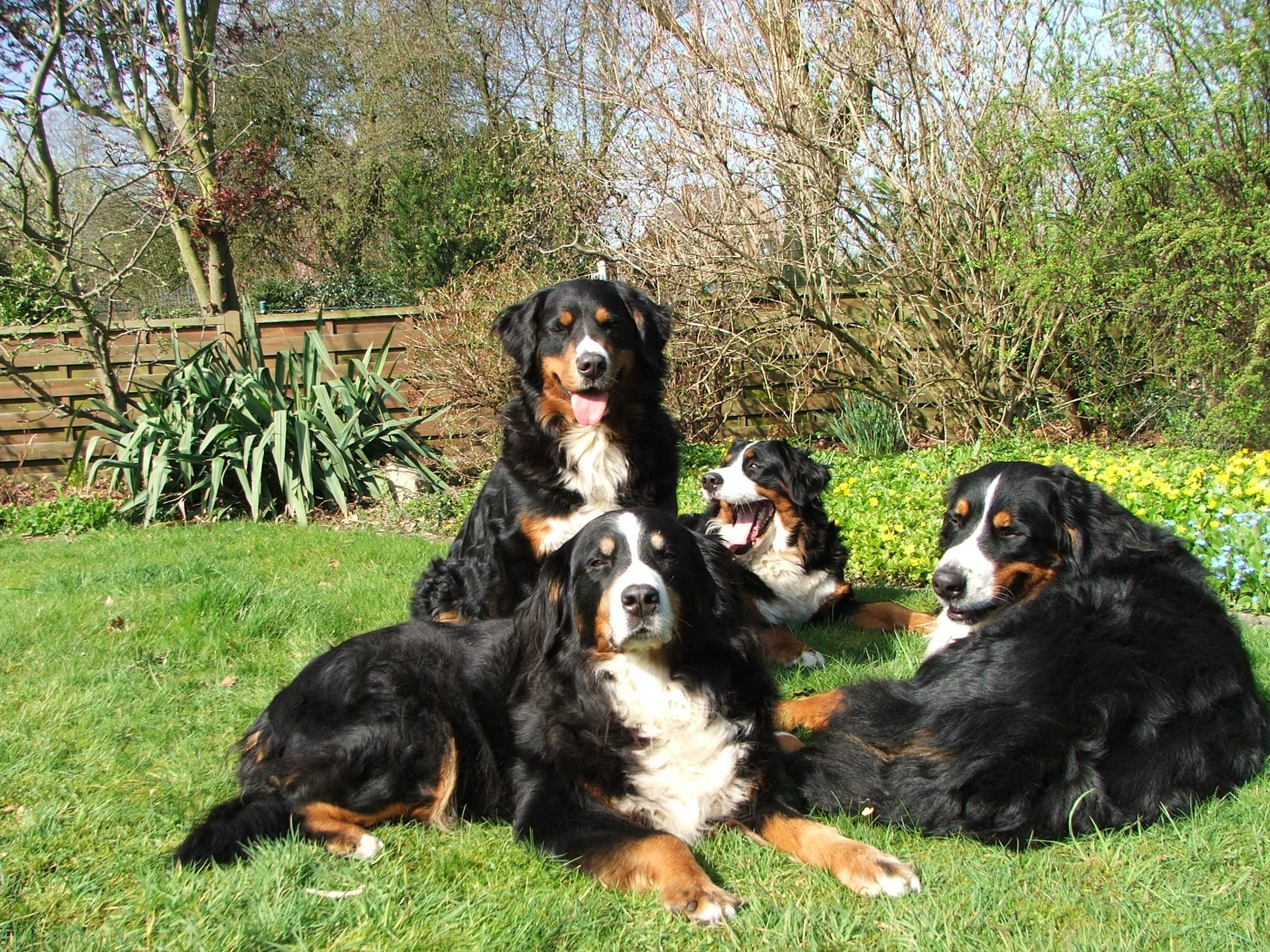 Für die nächsten Gruppenfotos im März und April 2009 können alle 4 schon richtig eng zusammenrücken. Super schön ist das!!