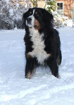 Schneeee... herrlich!