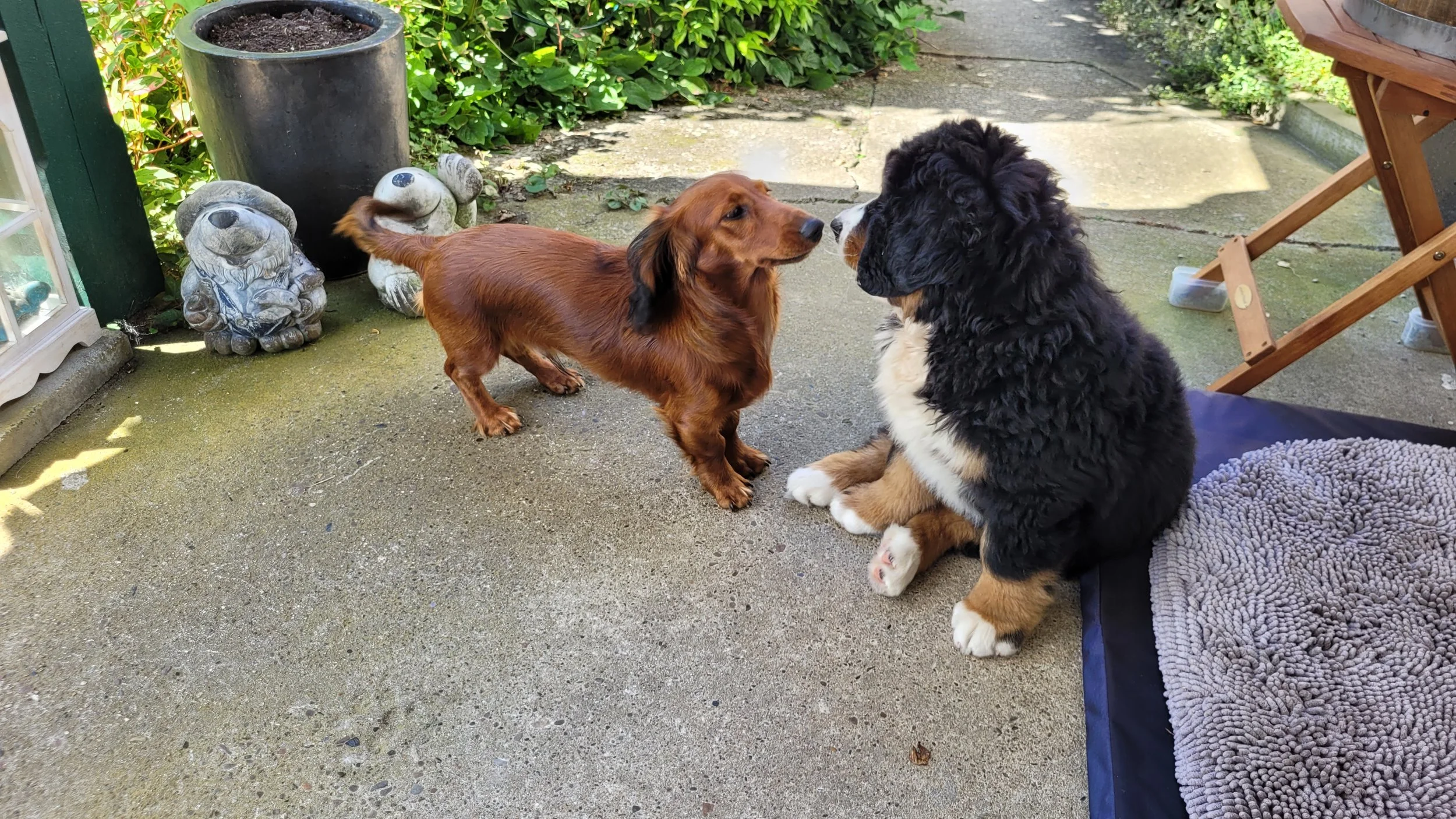 Mit best Buddy Percy, noch fast gleich alt und fast gleich groß