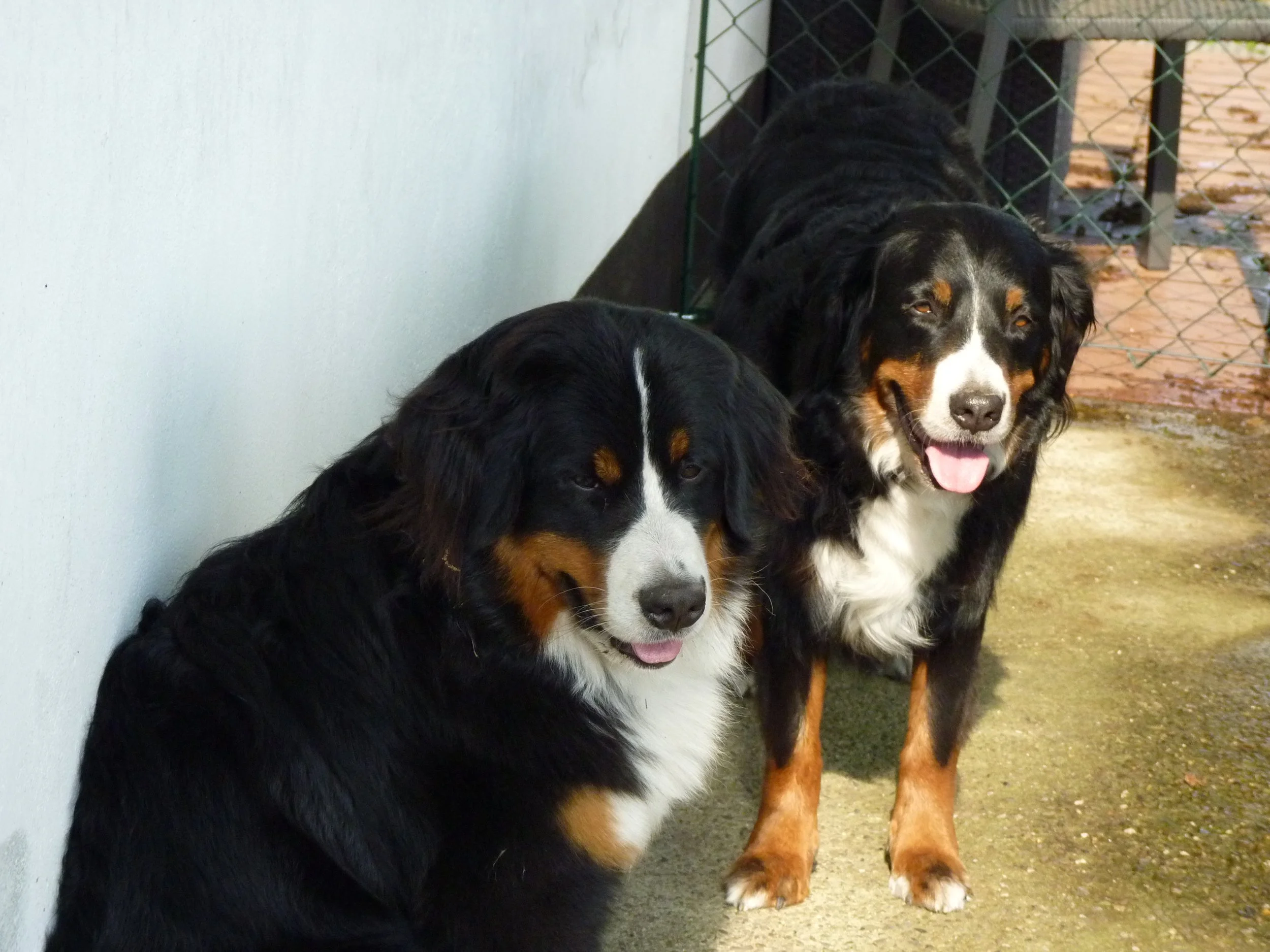 Mila und Raya (Mai 2017)