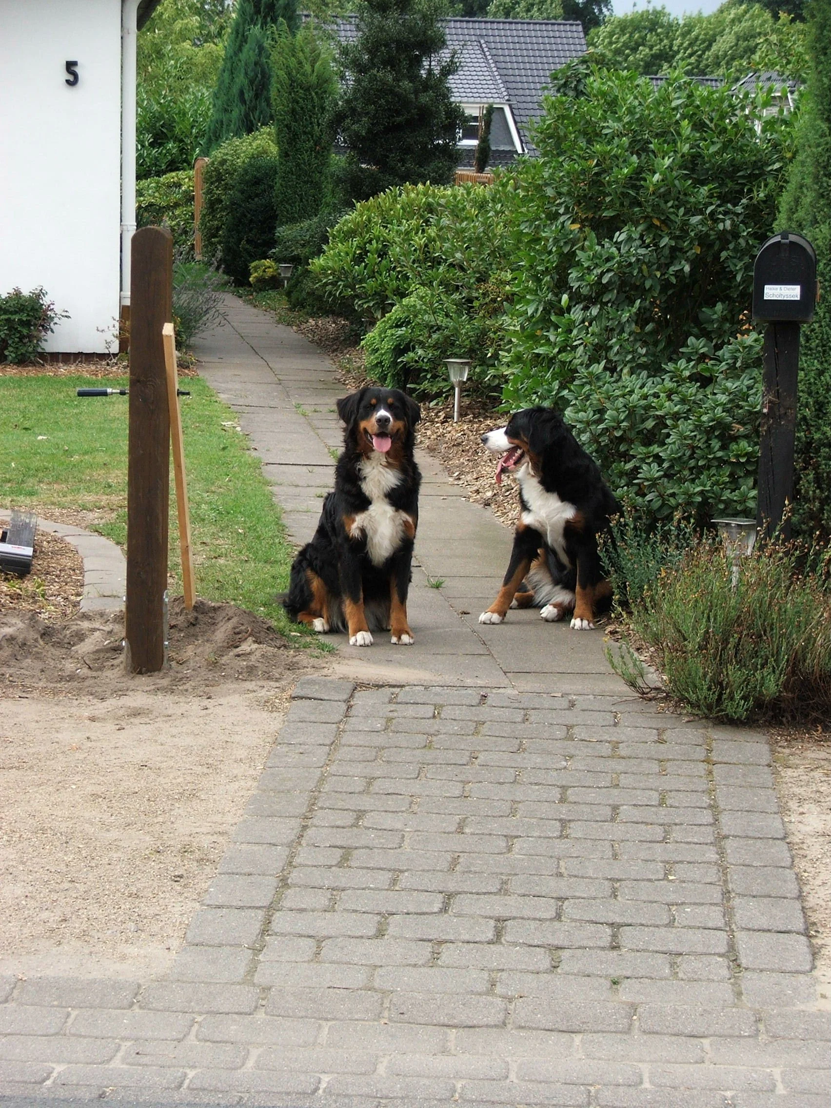 Tyla und Aimee als Baustellenaufsicht (August 2008)