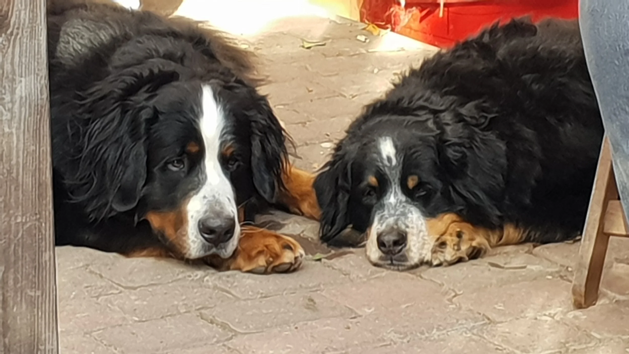 Mit seiner Lieblingsfreundin Lotta bei lieben Freunden