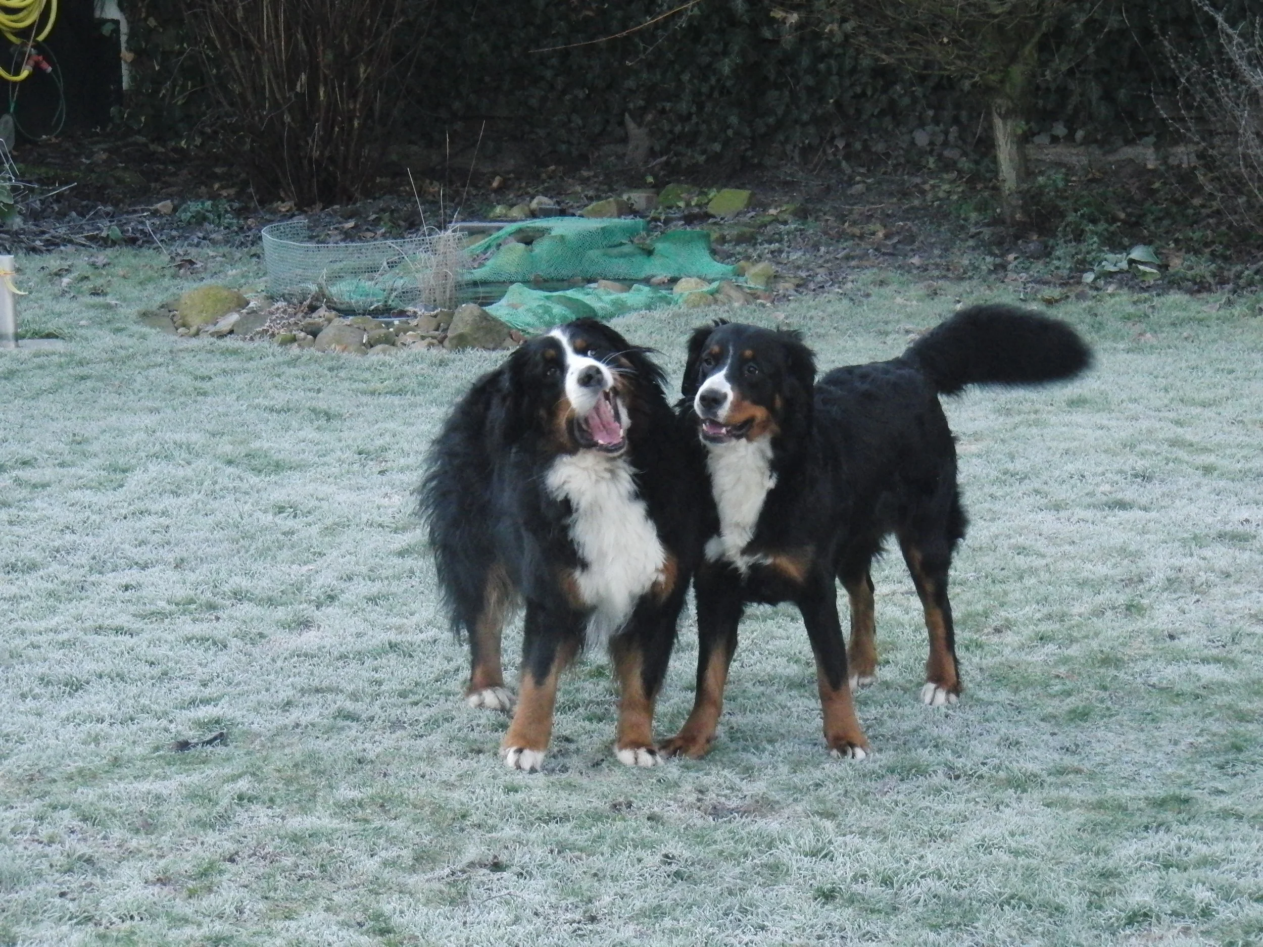 Aimee und Raya, Winterzeit Bernerzeit (Januar 2012)