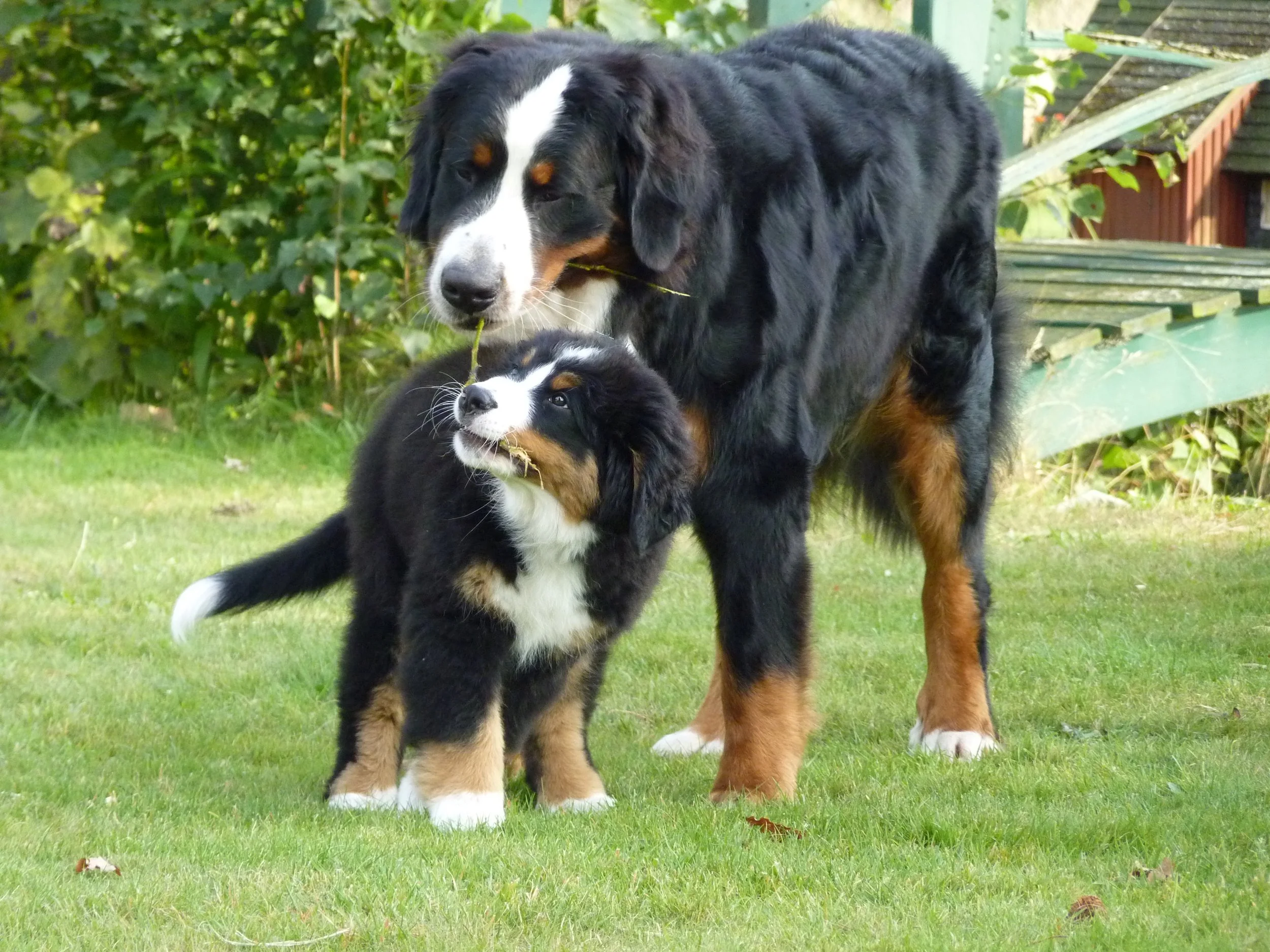 Daris und Mila, sie sind so unglaublich süß zusammen :-) (September 2016)