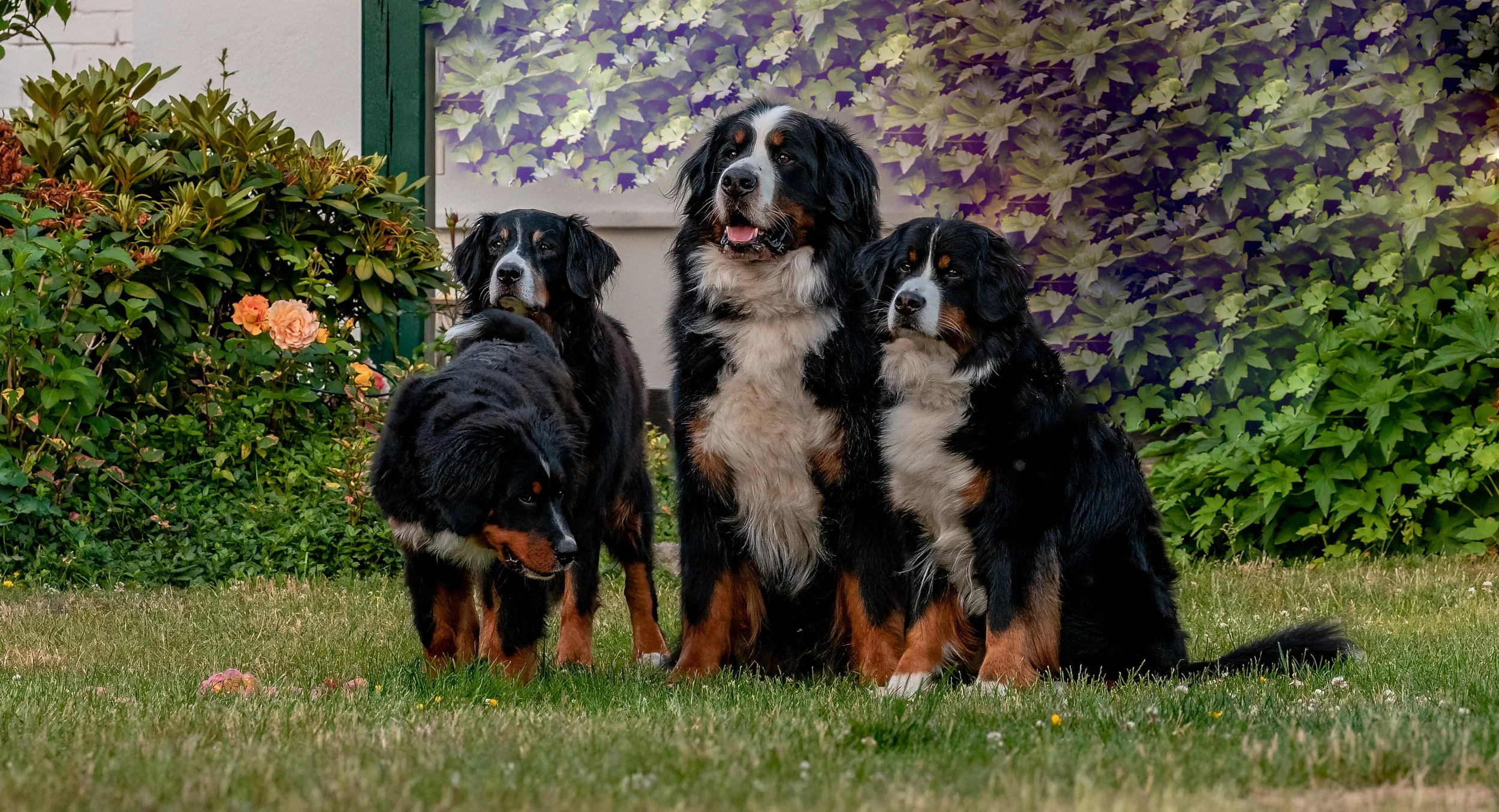 Alani vorne, Raya hinten, Feivel und Mila. Diese beiden Fotos hat ein Freund mit einer tollen Kamera gemacht :-)