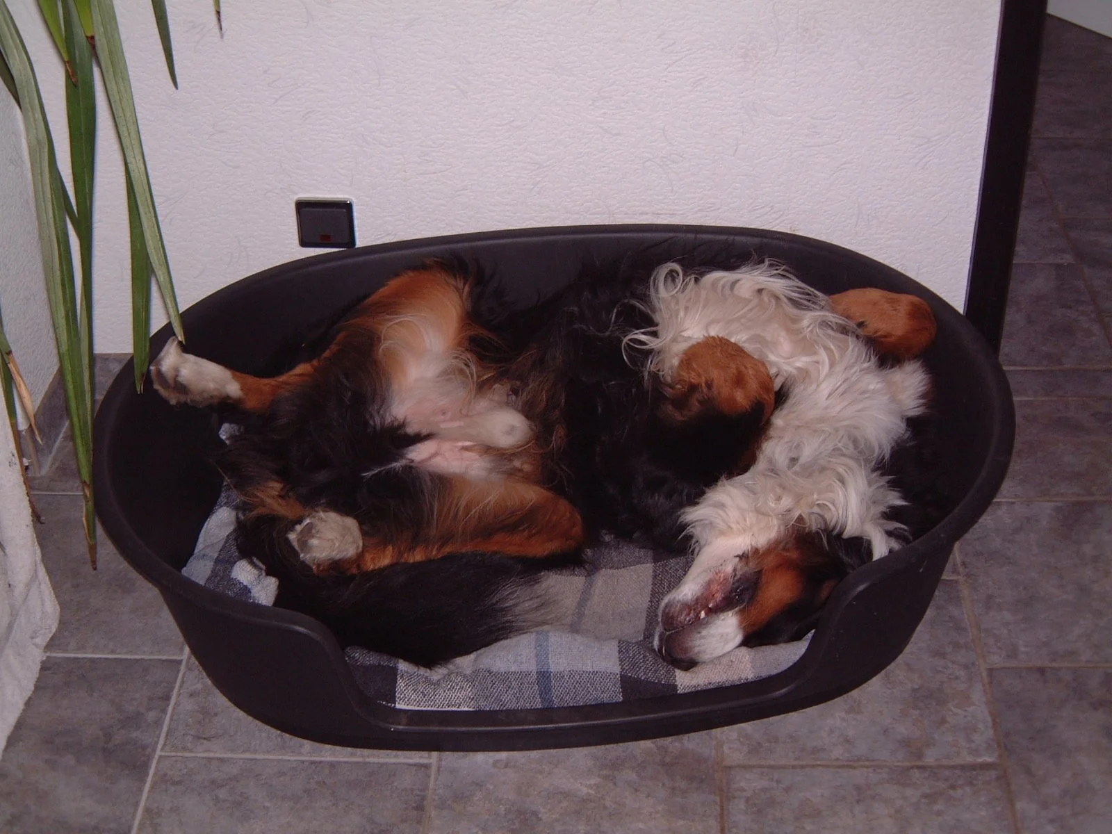 DSCF0007.JPG