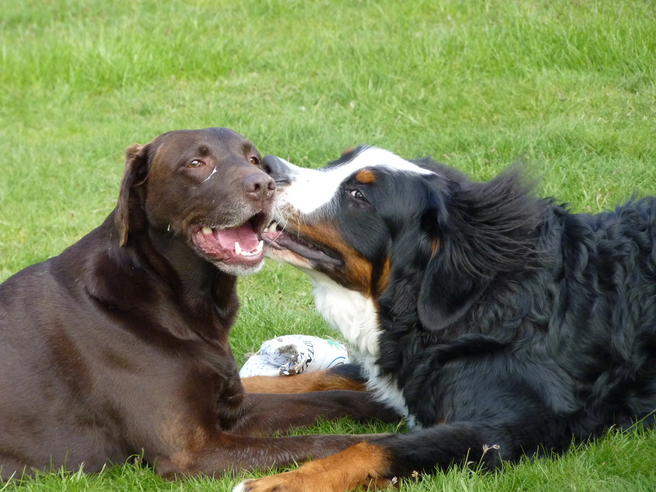 Mit Freundin Bella... Daris mochte ALLE Hunde und ALLE Menschen :-)