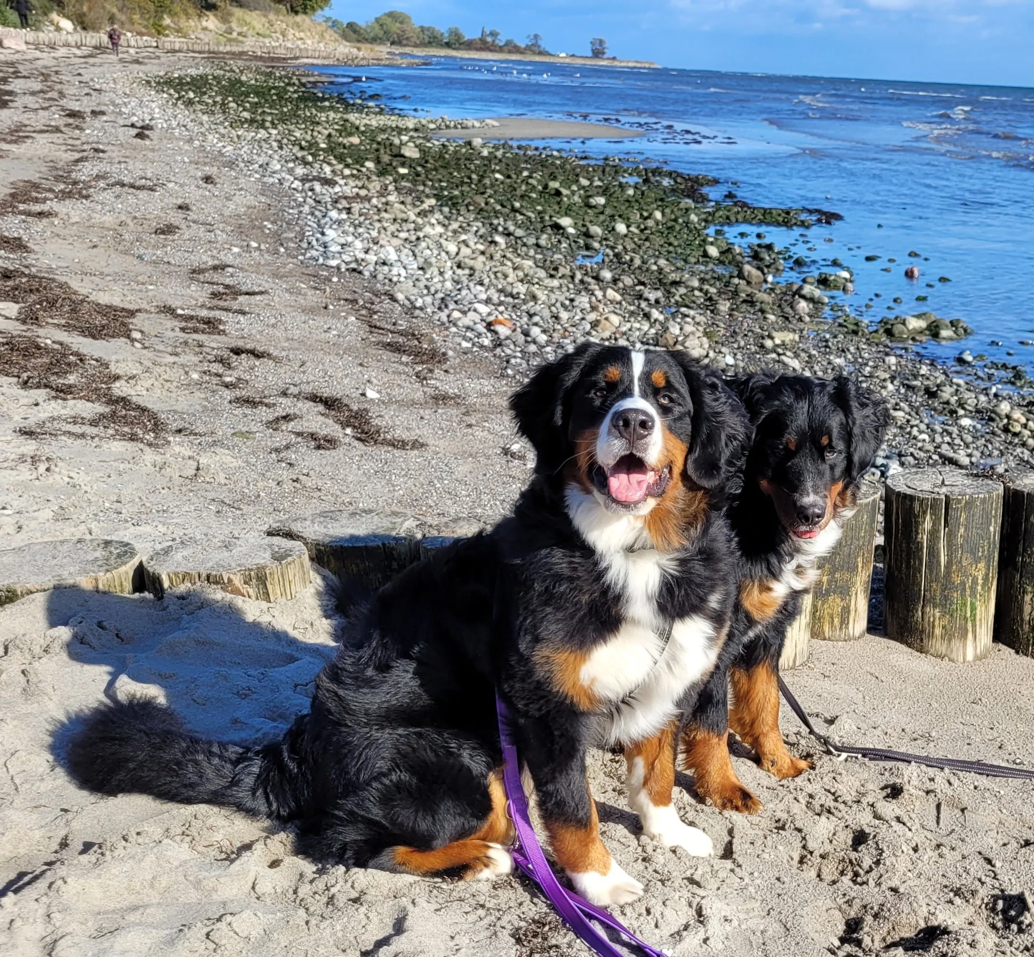 Cleo und Alani mit mir in Kellenhusen (Oktober 2023)
