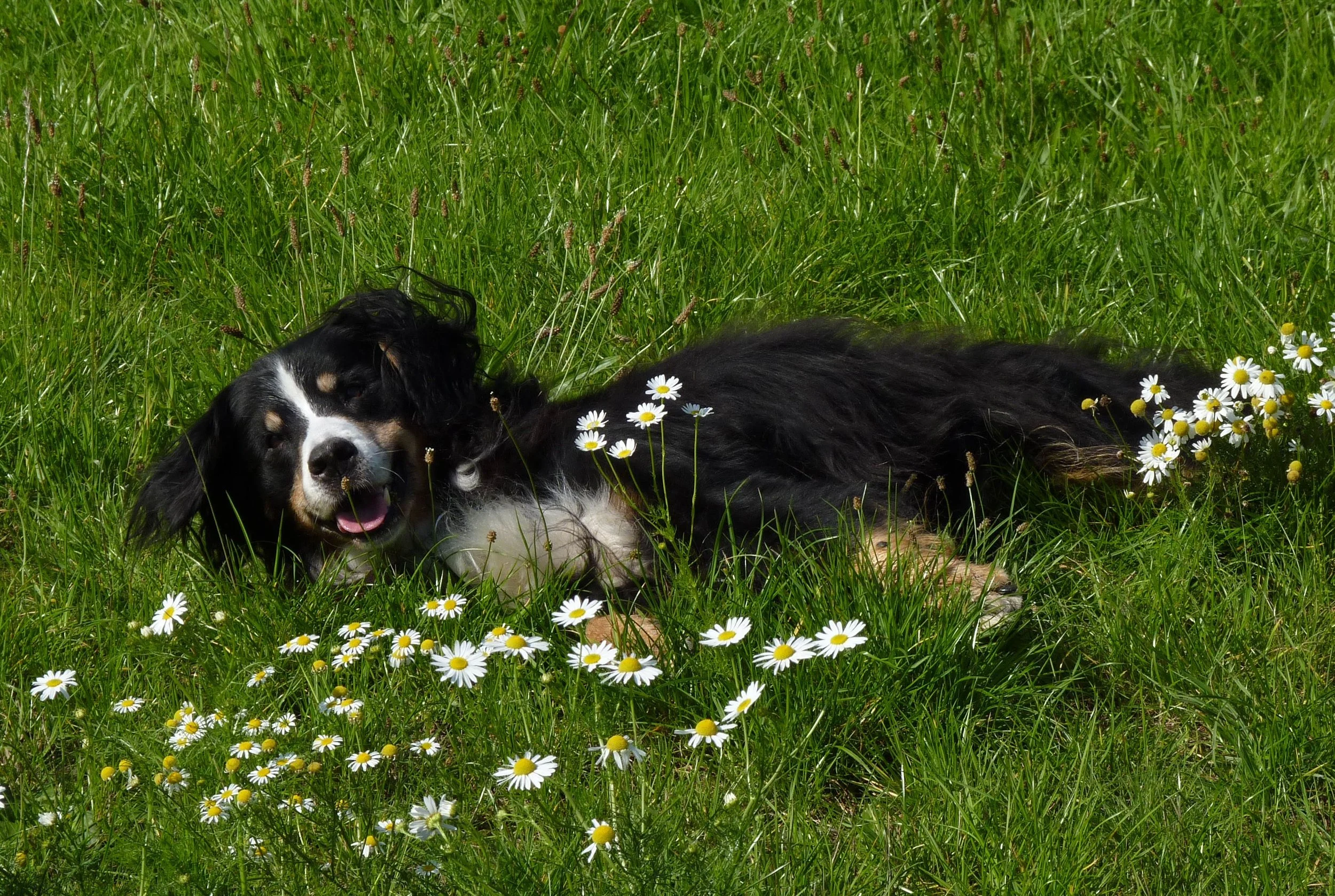 Eine Woche bevor sie diese Welt verlassen hat, hatten wir noch ein tolles Picknick mit lieben Menschen- und Hundefreunden. Es ging ihr soooooo gut an dem Tag... Auch heute noch unfassbar für mich, dass wir sie danach so schnell verloren haben :-(