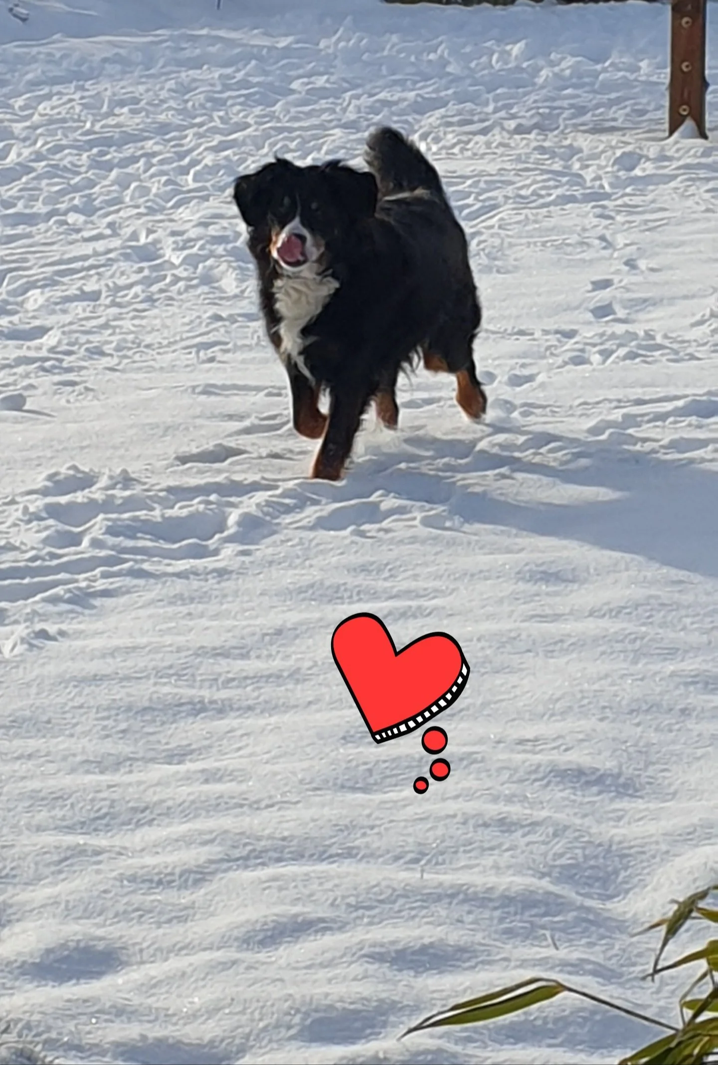 Januar 2021, endlich mal wieder Schnee unter den Pfoten