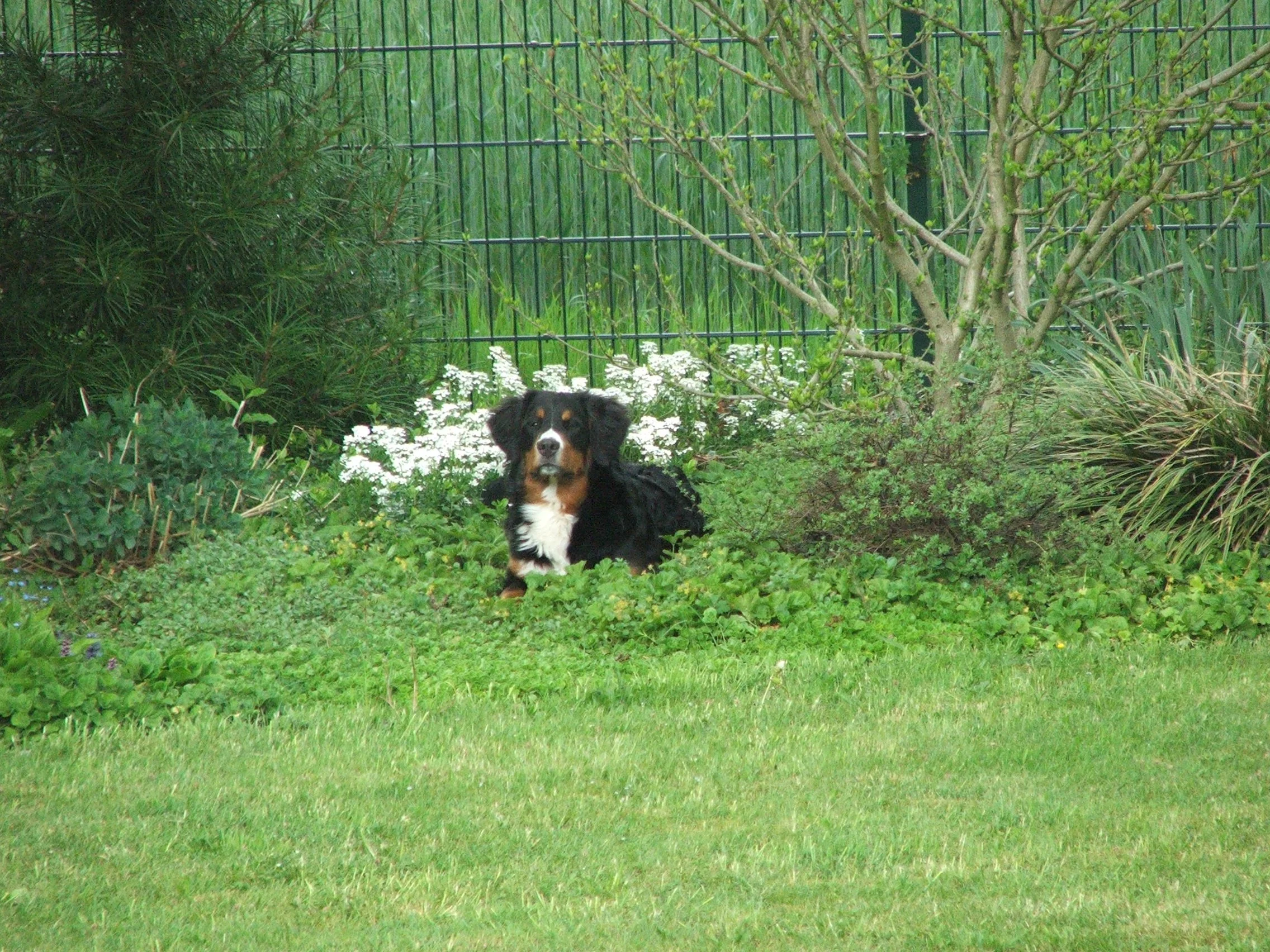 Tyla2006_0516_122012.JPG