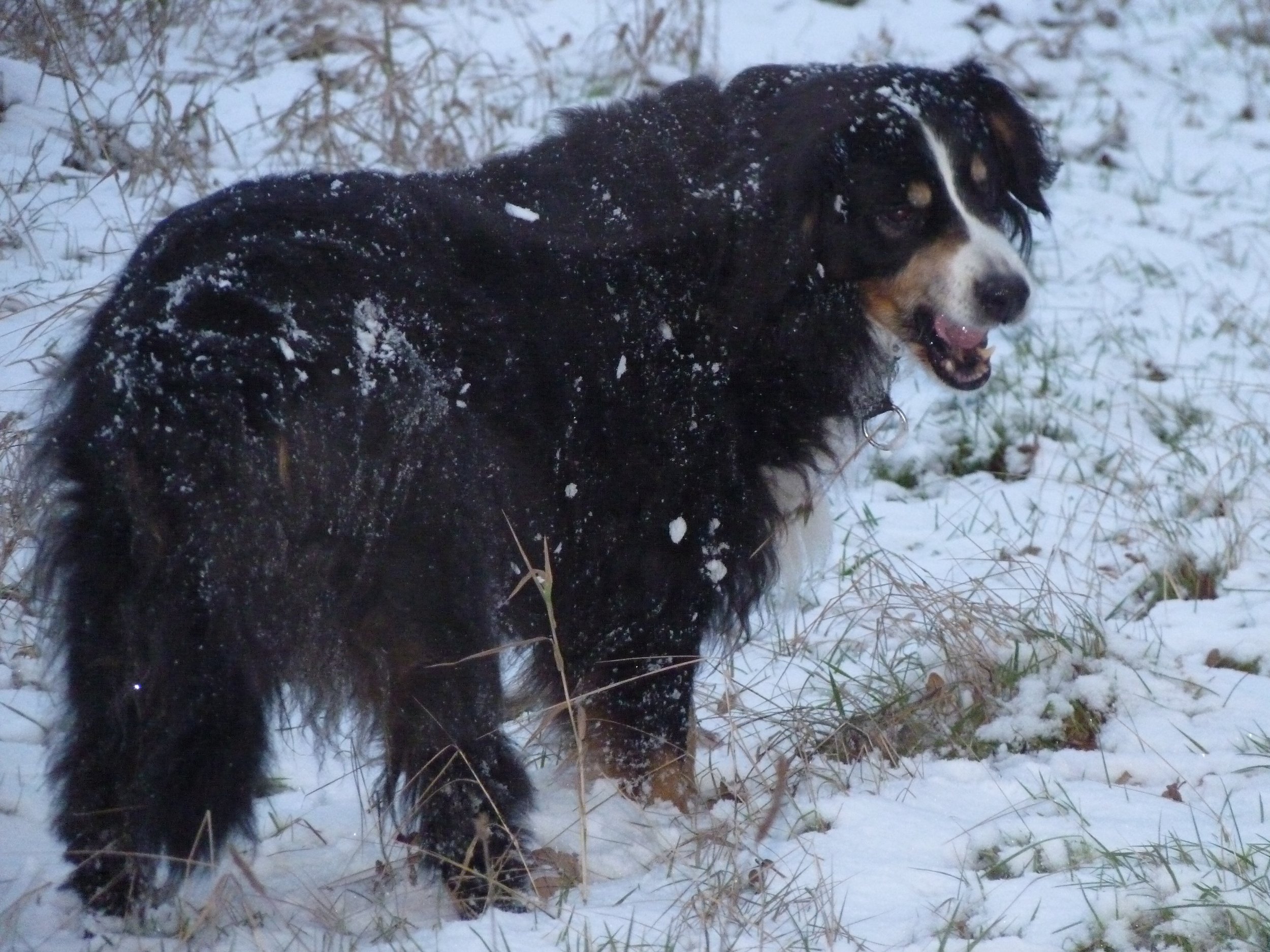 In ihrem letzten Winter 2009/2010 gab es wieder soooo viel Schnee. Wie schön, dass sie das noch mal in vollen Zügen genießen konnte.