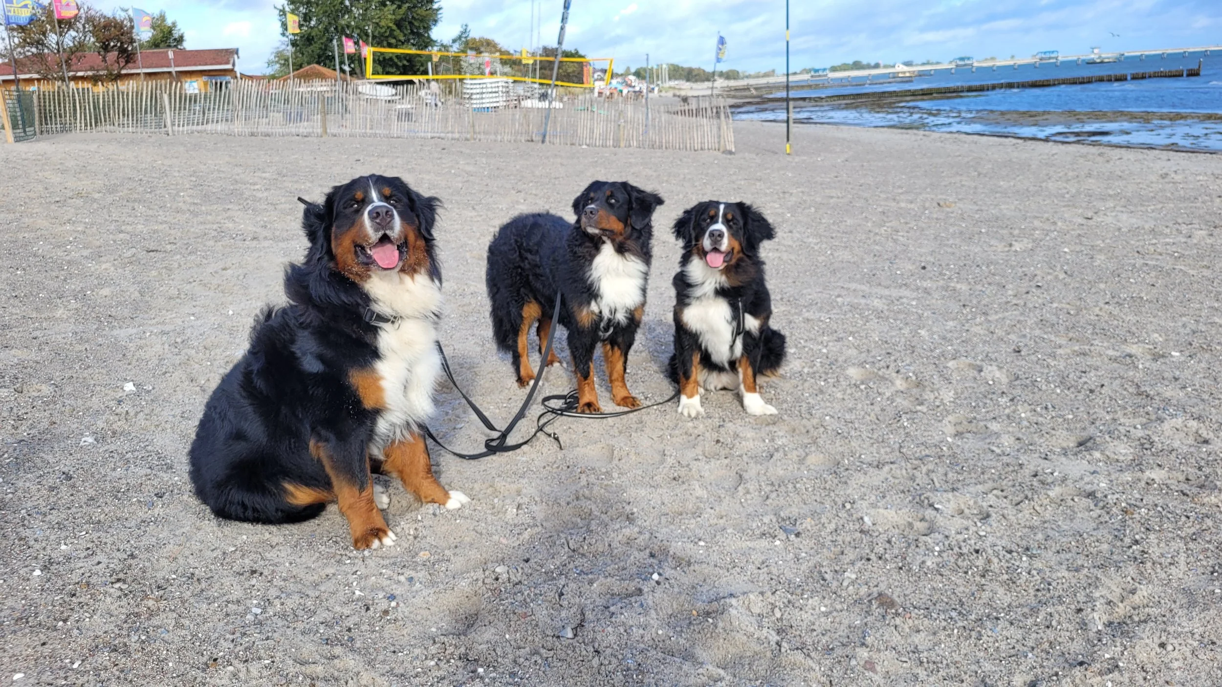 Feivel, Alani und Cleo, wir sind wieder an der Ostsee in Kellenhusen. Es ist sooo ein schönes Flecken Erde (Oktober 2025)