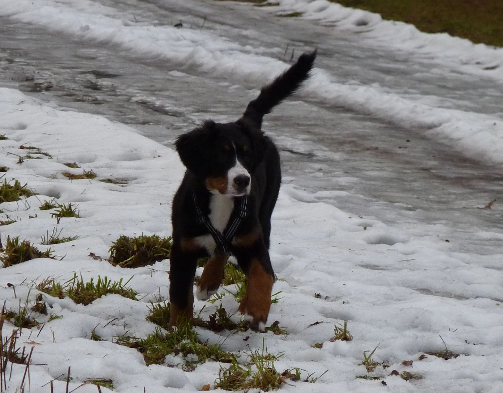 Und auch als Minipups die Rute schon immer auf 12 Uhr