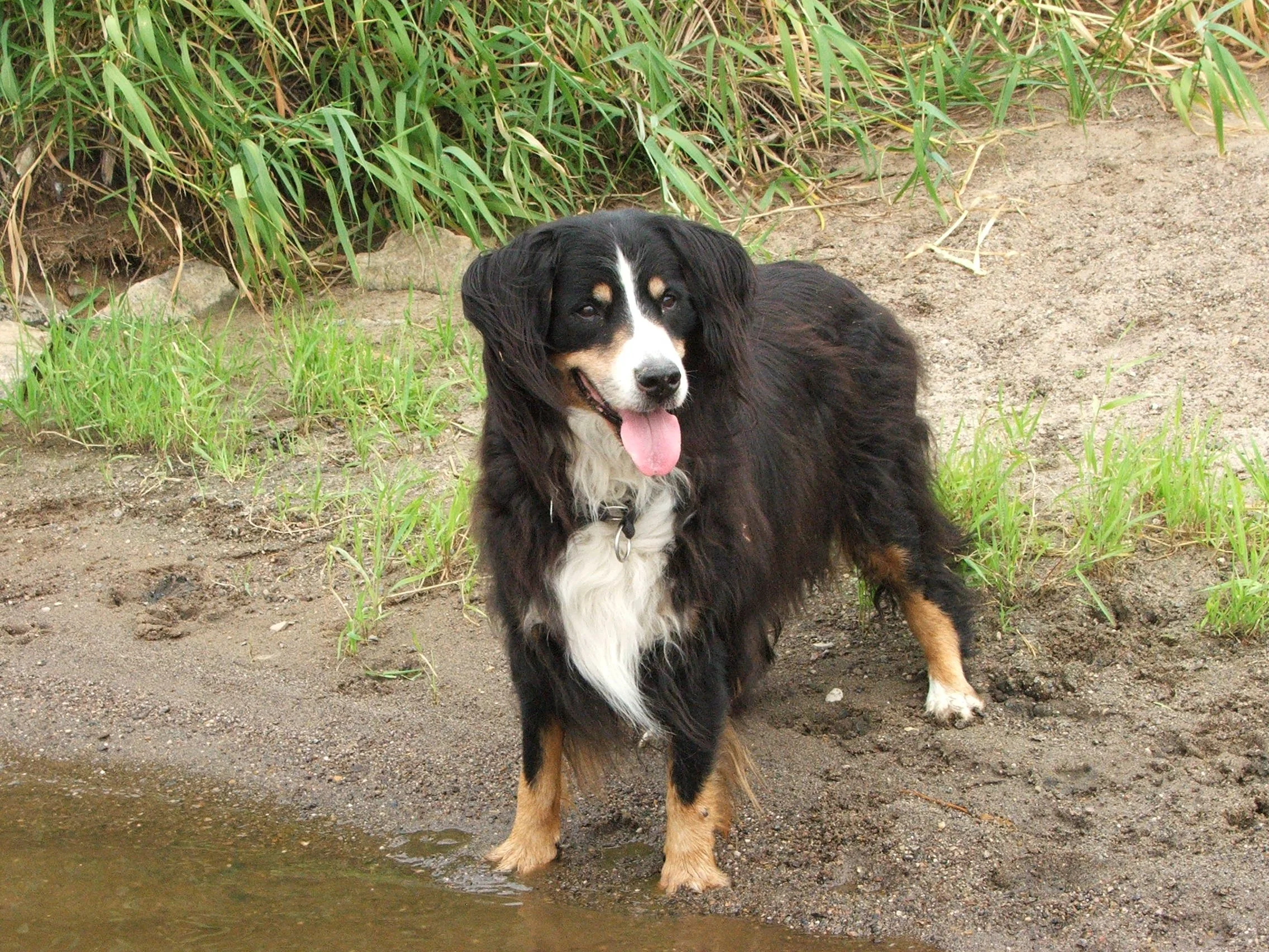 Ein wunderschöner Tag mit lieben Menschen- und Hundefreunden an der Aller im Sommer 2010
