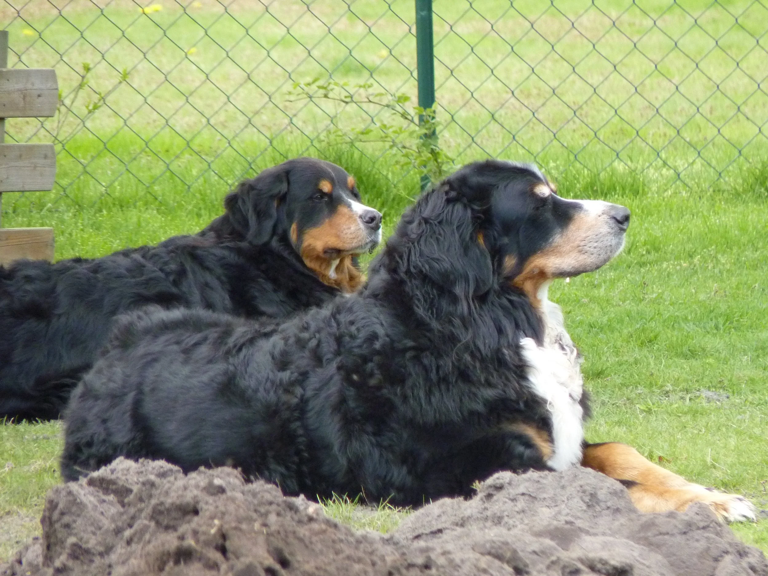 Tyla und Hardy, ein sehr besonderes Bild was mich unglaublich anfasst von 2 sehr besonderen Hunden (Mai 2015)