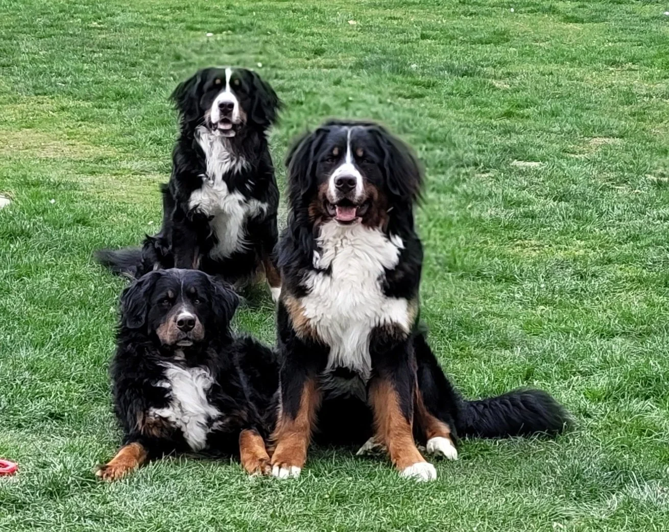 Alani, Cleo, Feivel, so langsam hebt Feivel sich deutlich von den Mädels ab (April 2025)