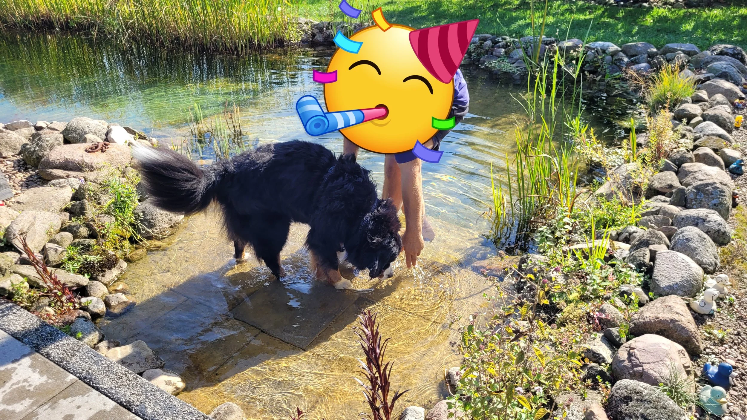 Bei Freunden im Schwimmteich... unglaublich, dass sie auf ihre "alten" Tage tatsächlich von selber ins Wasser gegangen ist *staun