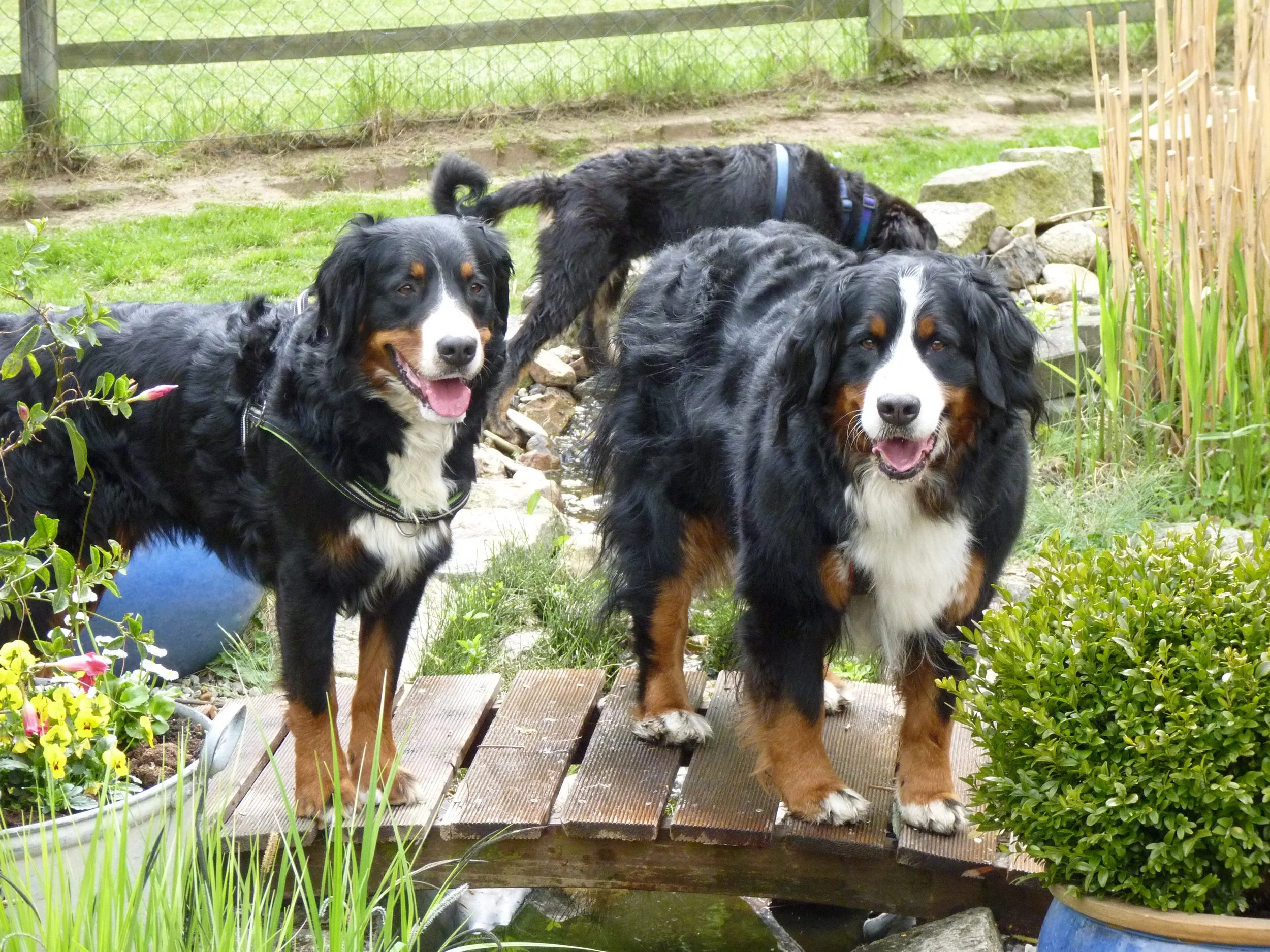 Raya und Aimee auf einem Bernertreffen bei lieben Freunden (Mai 2013)