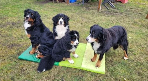 Alani, Mila, Cleo, Raya (Frühjahr 2023)