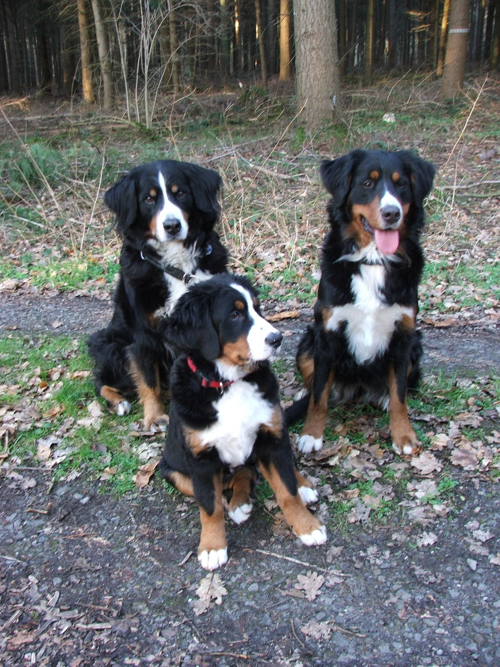 Kenya, Aimee, Tyla (Februar 2008)