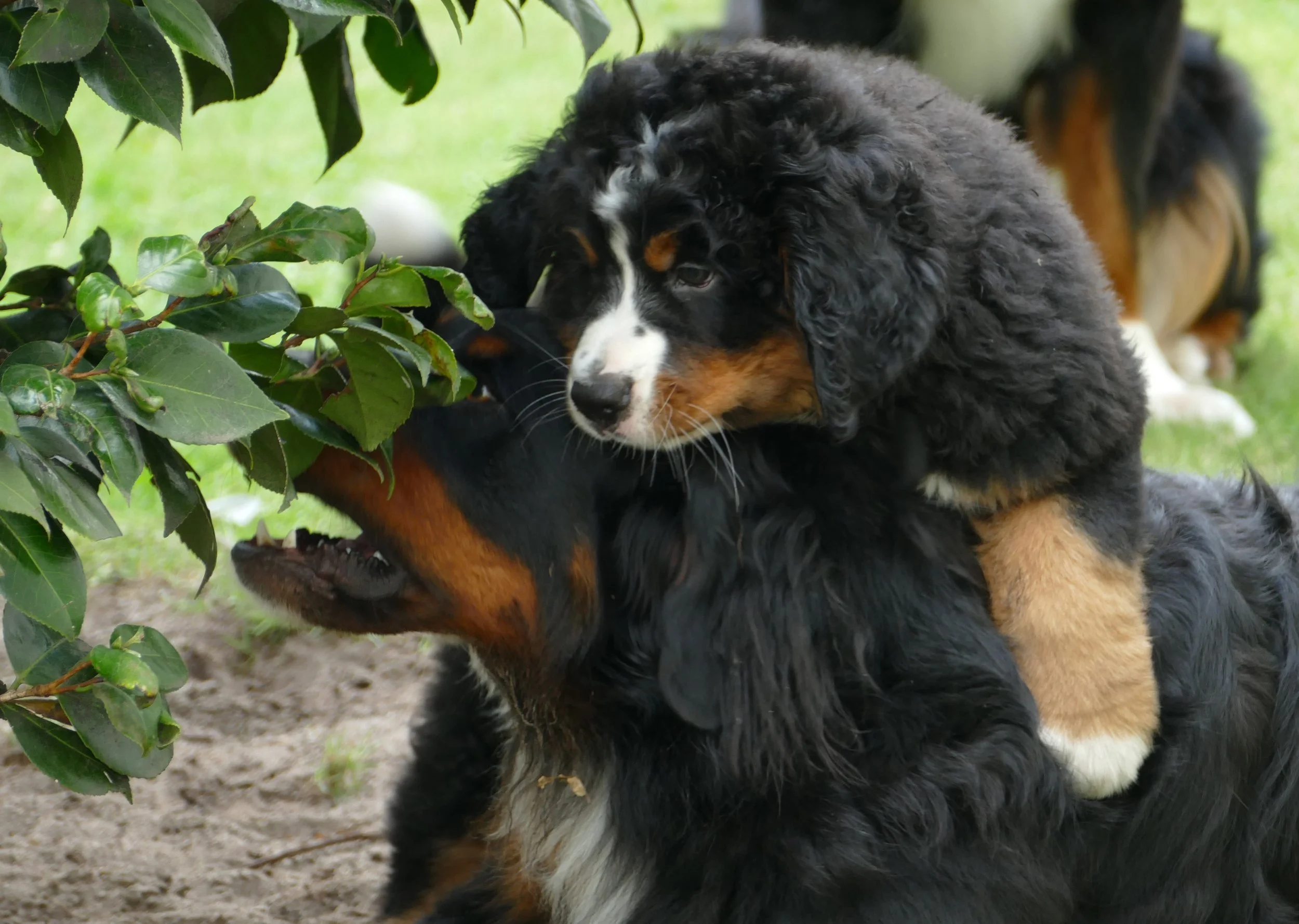 Alani und Feivel (27.7.2024)