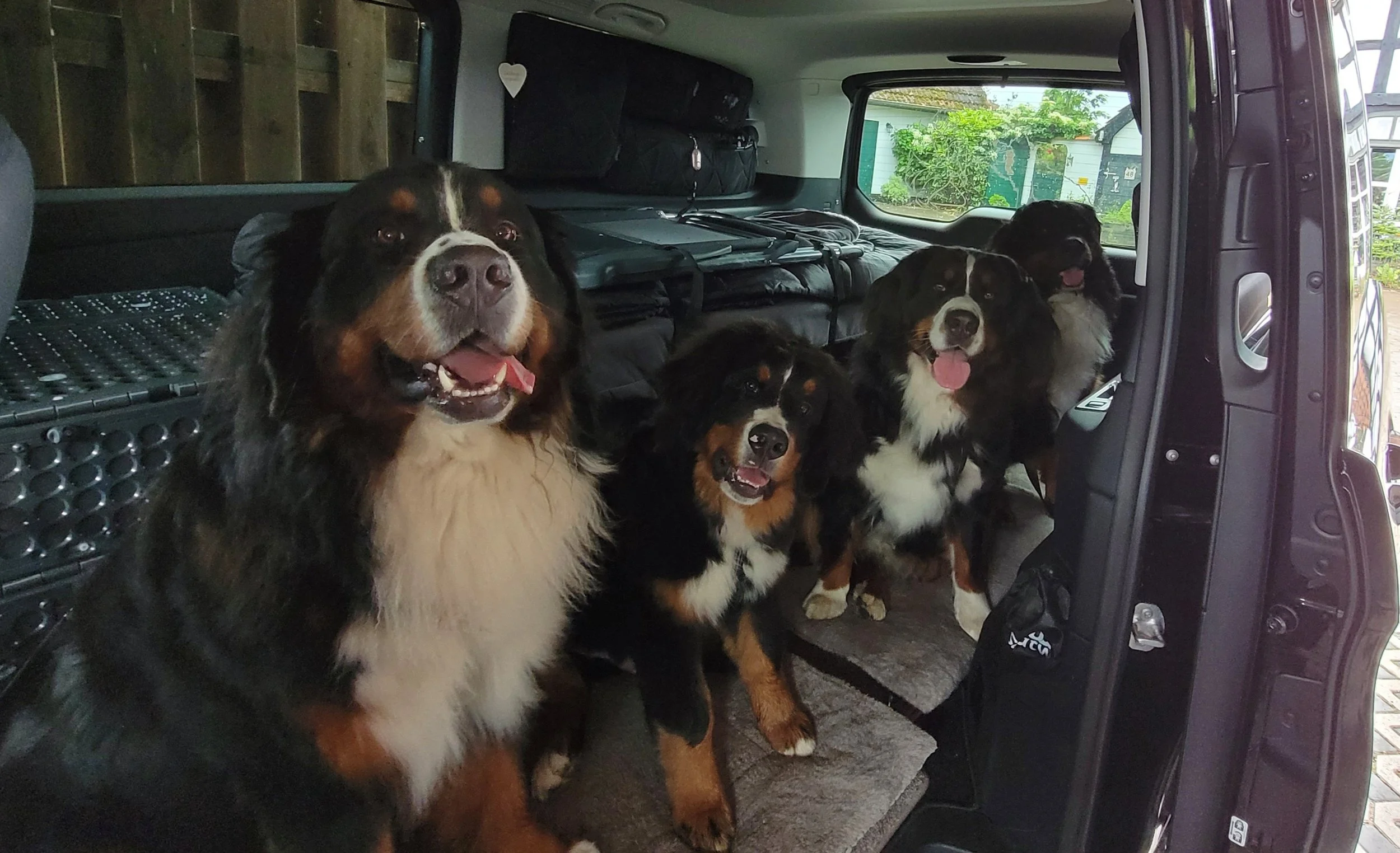 Mit allen unterwegs klappt auch super :-).
Feivel, Happy, Cleo, Alani