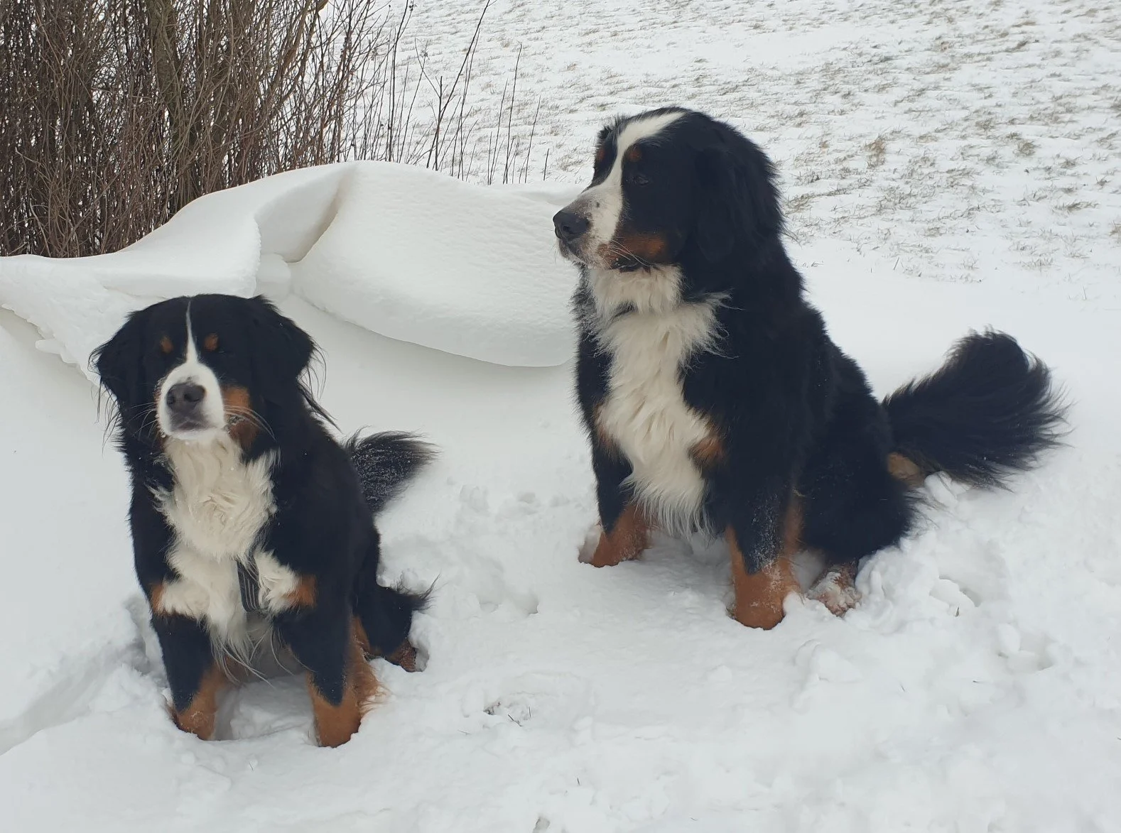 Winter 2020/21 hatten wir ganz tollen Schnee. Da geht einem dann immer das Herz auf wenn die Berner im Schnee toben.