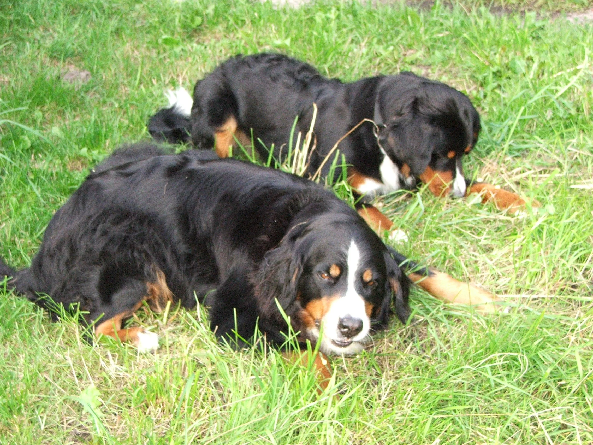 Kenya und Tyla (August 2006)