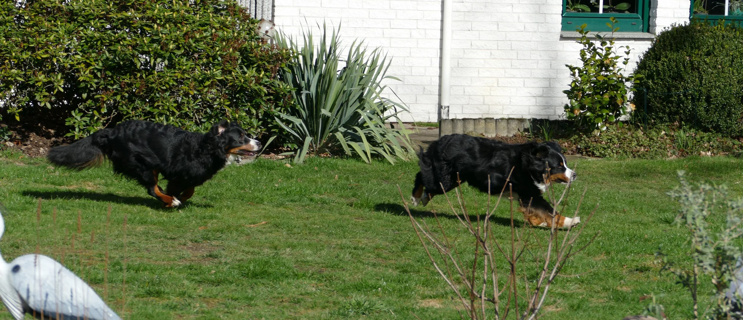 Raya und Mila, sehr außergewöhnlich, dass Raya mit Mila durch den Garten saust