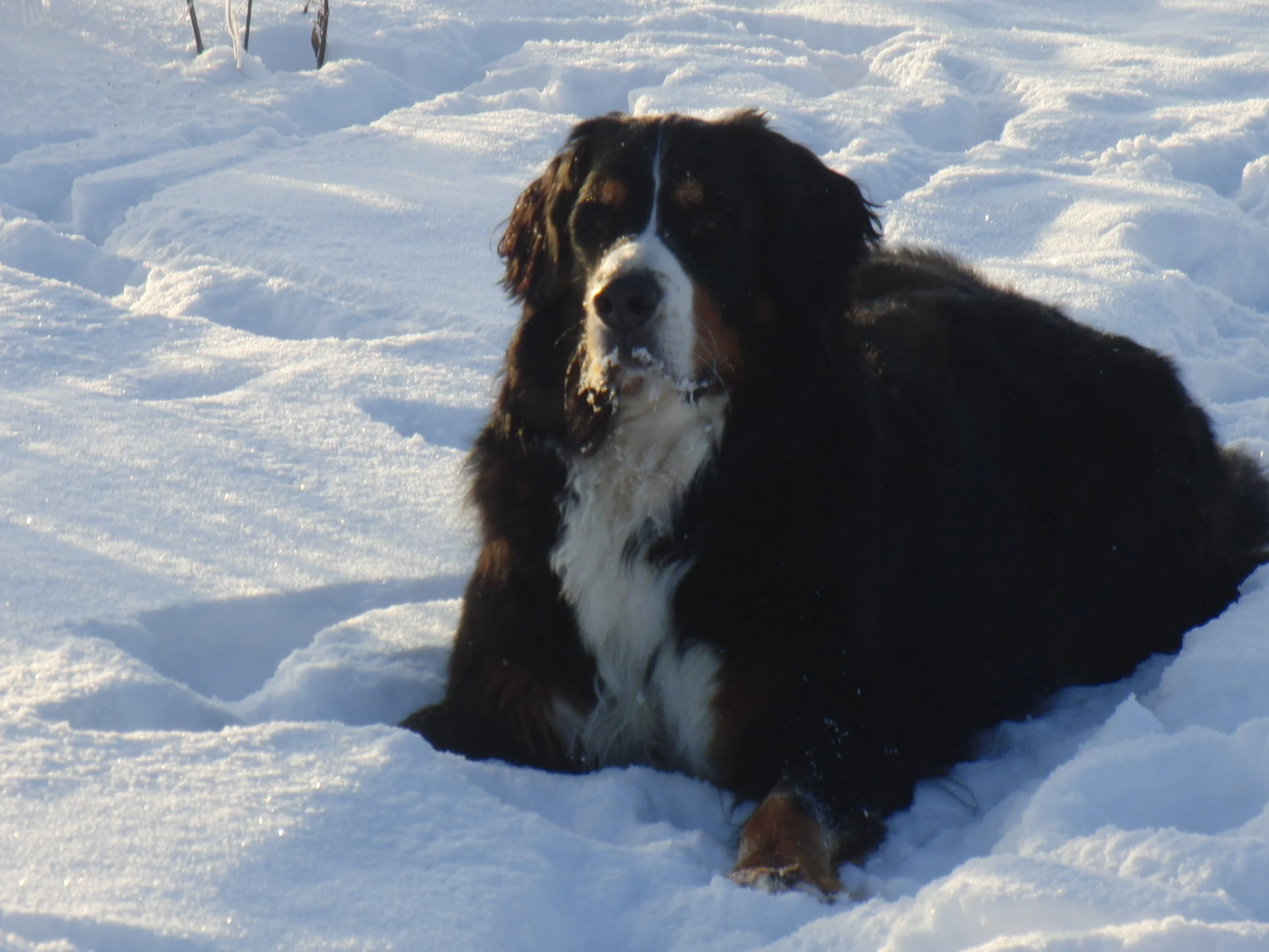 Schnee und Berner... passt!