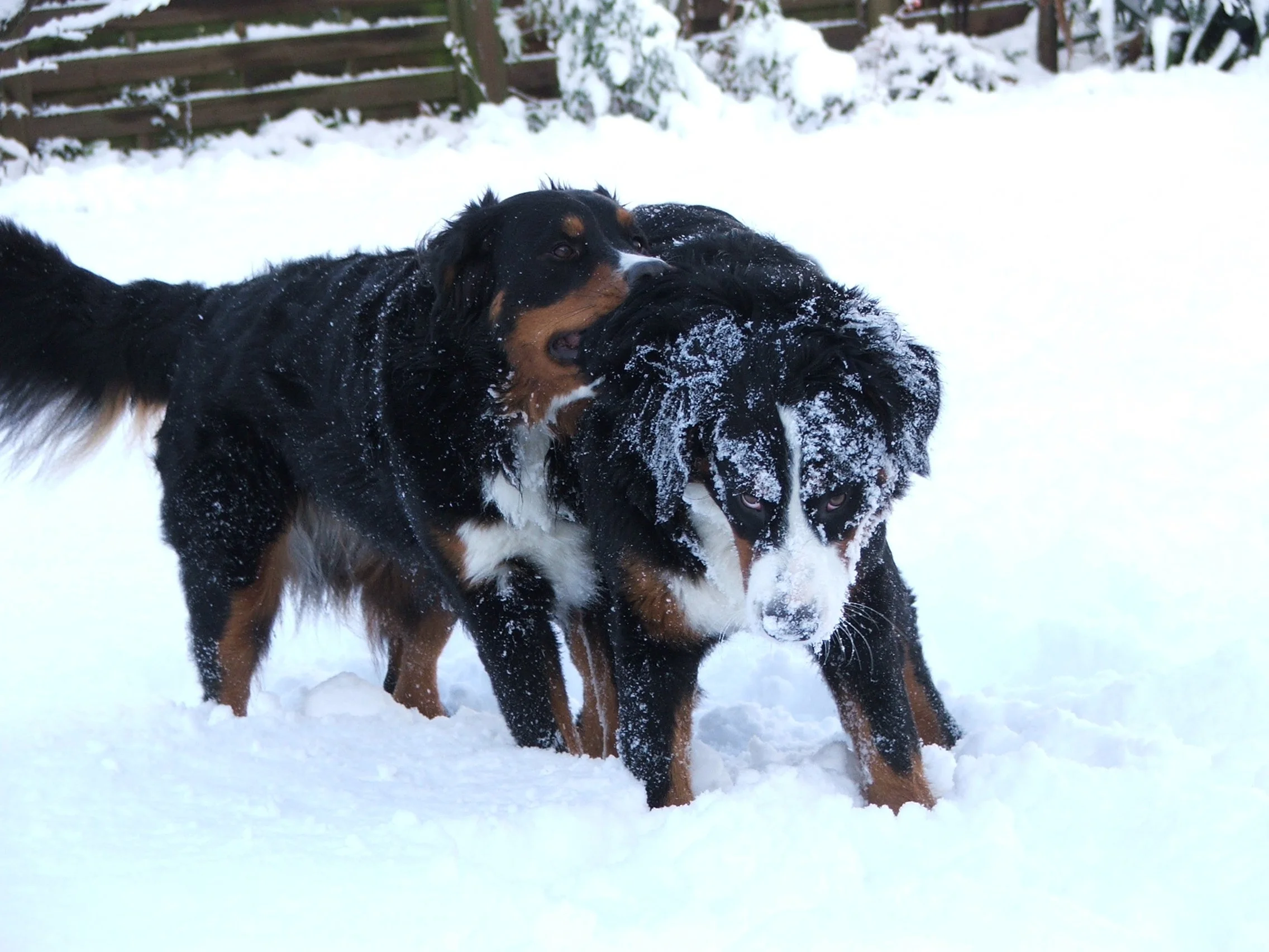 Tyla und Aimee im November 2008. Irre wie viel Schnee wir schon so früh im Winter hatten.