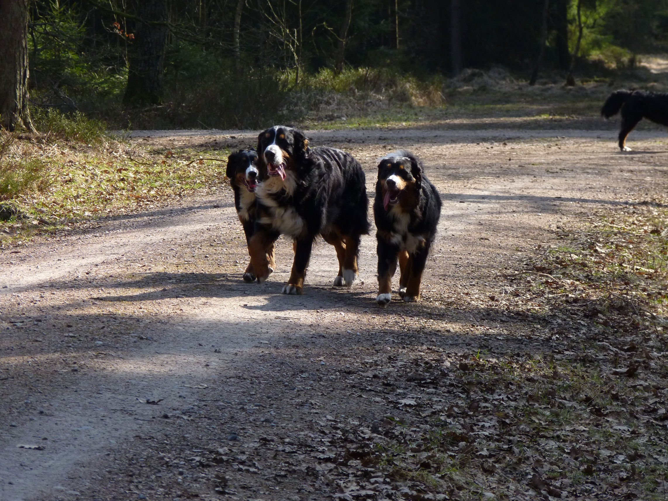 Raya, Hardy, Tyla auf einem Hundetreffen (März 2011)