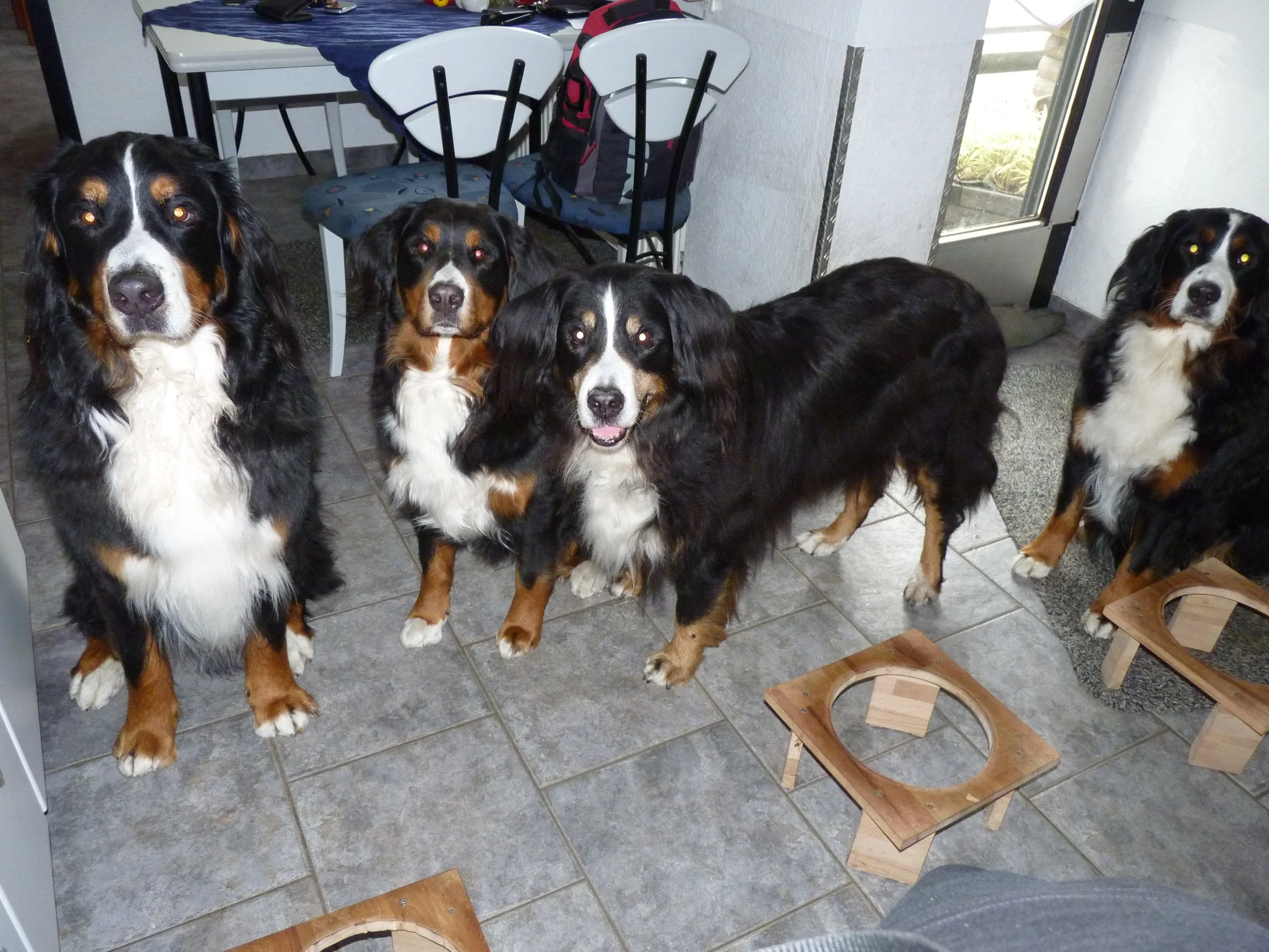 Hardy, Tyla, Kenya, Aimee warten brav auf Futter (Juni 2010)